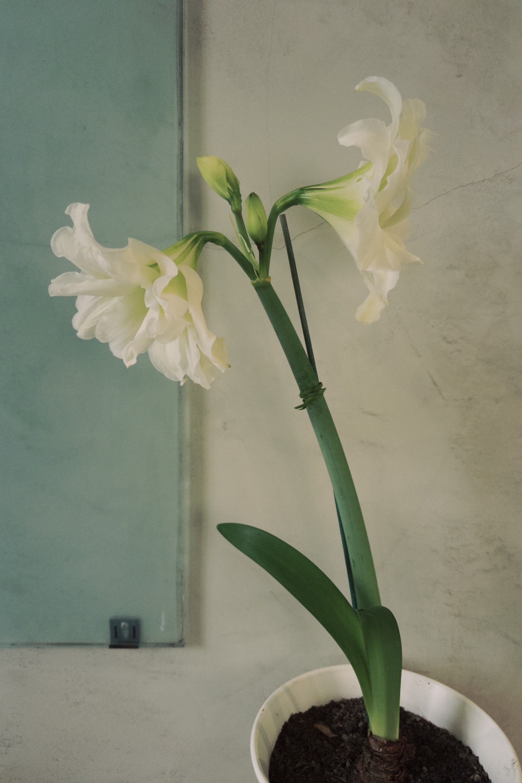 放置在辦公室的重瓣孤挺花盆栽，在辦公室也能開出美麗花朵