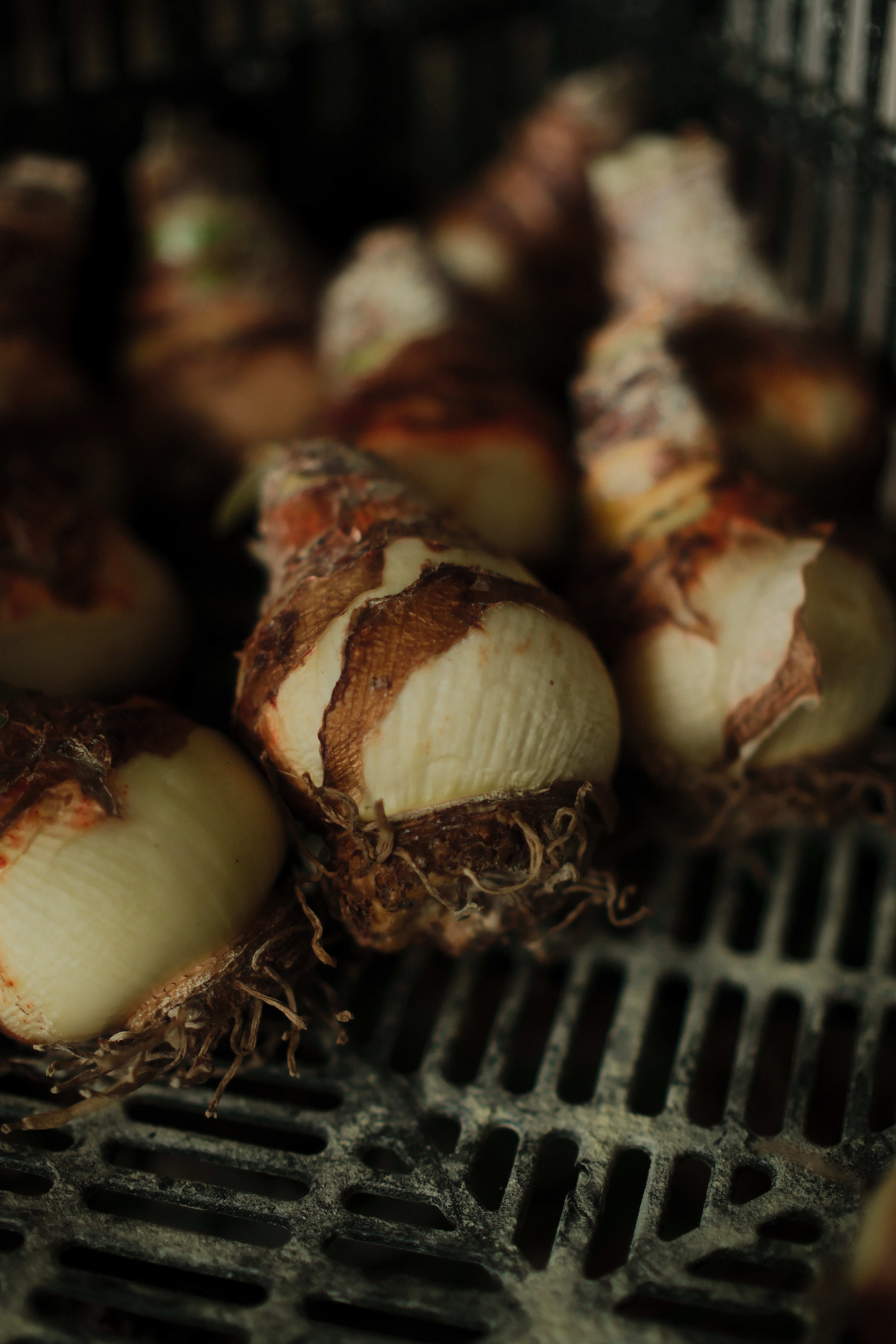 準備開箱的孤挺花球莖，外觀如同洋蔥