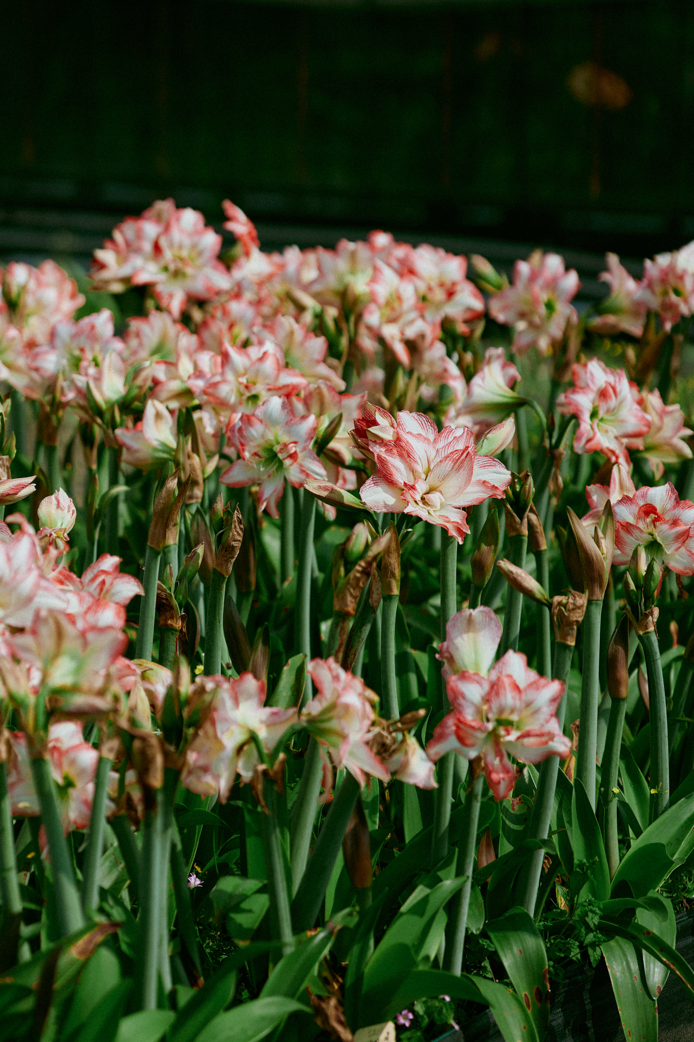 久雅植科培育的特殊重瓣孤挺花品系
