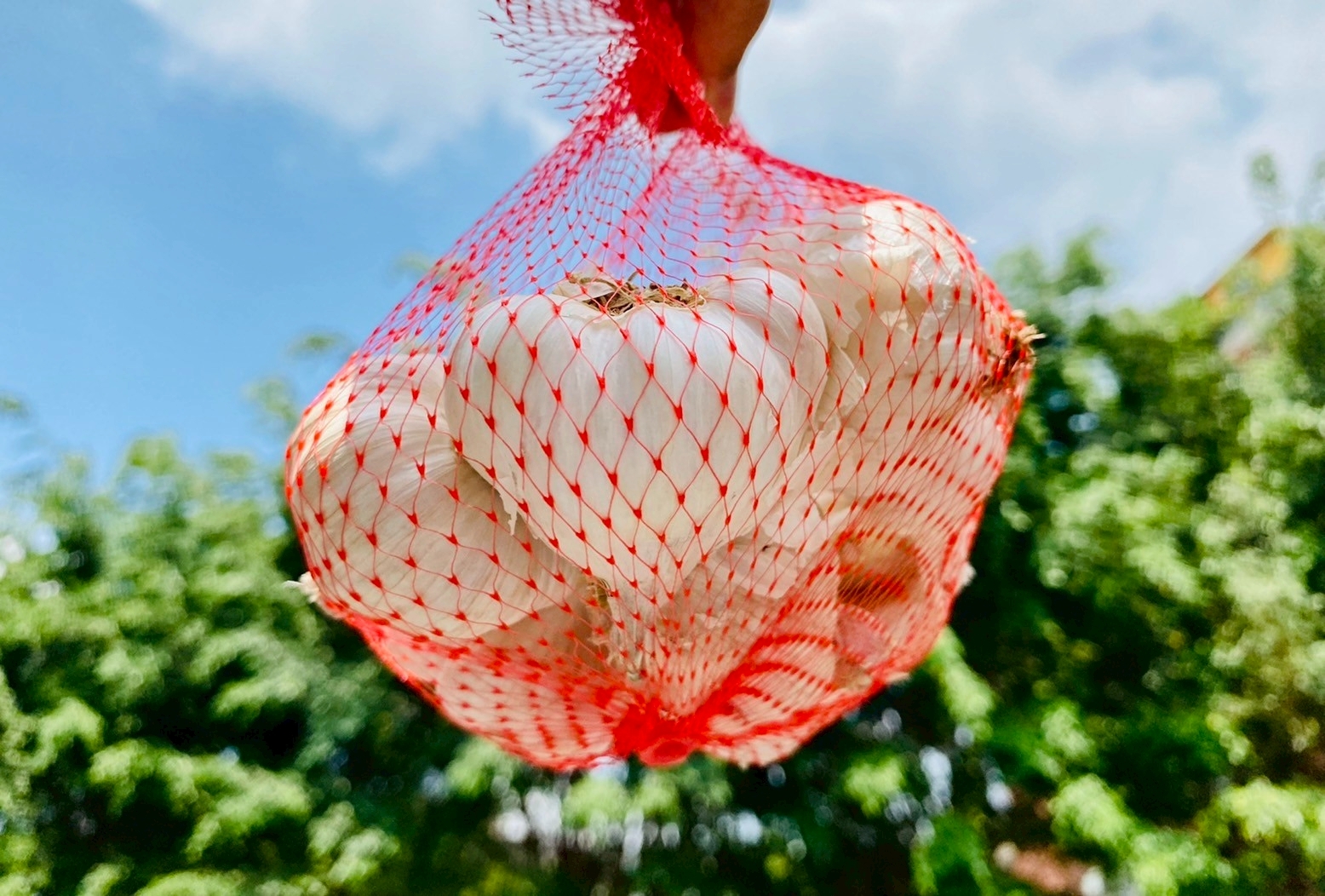 預購【04月09日 (四)到貨】北門區農會💮大果徑蘋果蒜【約300g/袋】