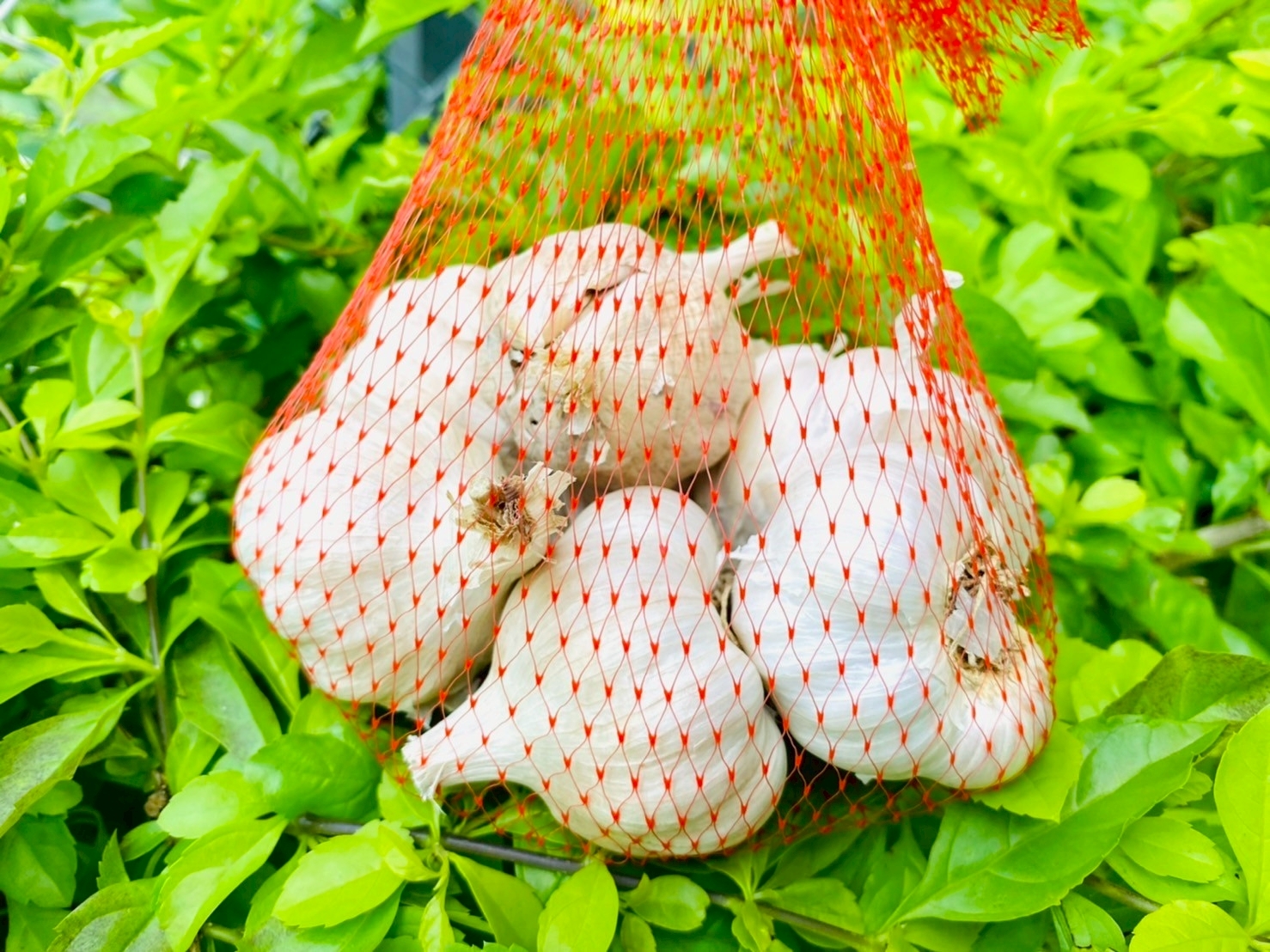 預購【04月09日 (四)到貨】北門區農會💮大果徑蘋果蒜【約300g/袋】