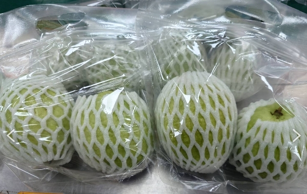 預購【04月03日 (五)到貨】美濃區農會💮珍珠芭樂【約1公斤/2顆/袋】