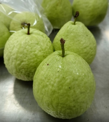 預購【04月03日 (五)到貨】美濃區農會💮珍珠芭樂【約1公斤/2顆/袋】