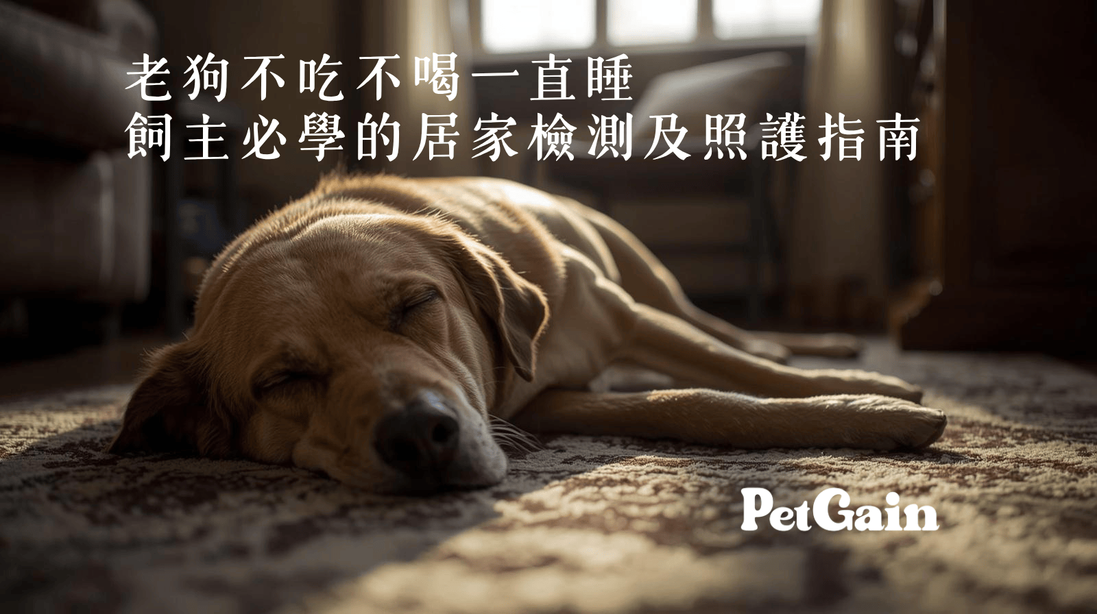 老狗不吃不喝一直睡怎麼辦?| PegGain 佩健