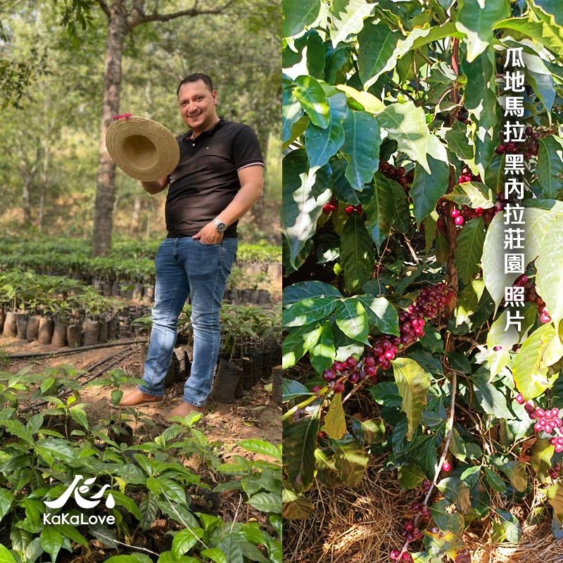 咖啡探險隊：哥倫比亞 水洗 巔峰莊園 藝伎 0.25磅 + 瓜地馬拉 蜜處理 黑內拉 0.5磅 + 衣索比亞 日曬 罕加笛 0.5磅，3支共1.25磅