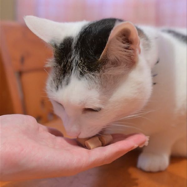 Petio 乳酸菌流心肉粒 (輔助餵藥 DHA‧EPA+) 貓小食 10g x 3小袋