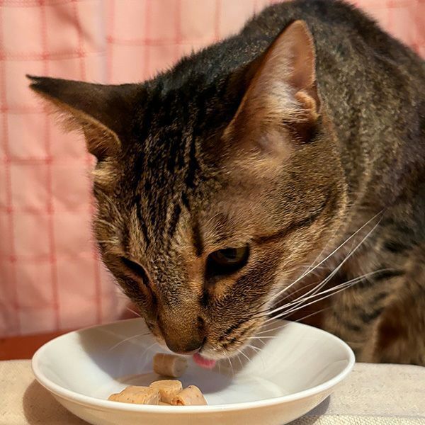 Petio 乳酸菌流心肉粒 (輔助餵藥 DHA‧EPA+) 貓小食 10g x 3小袋