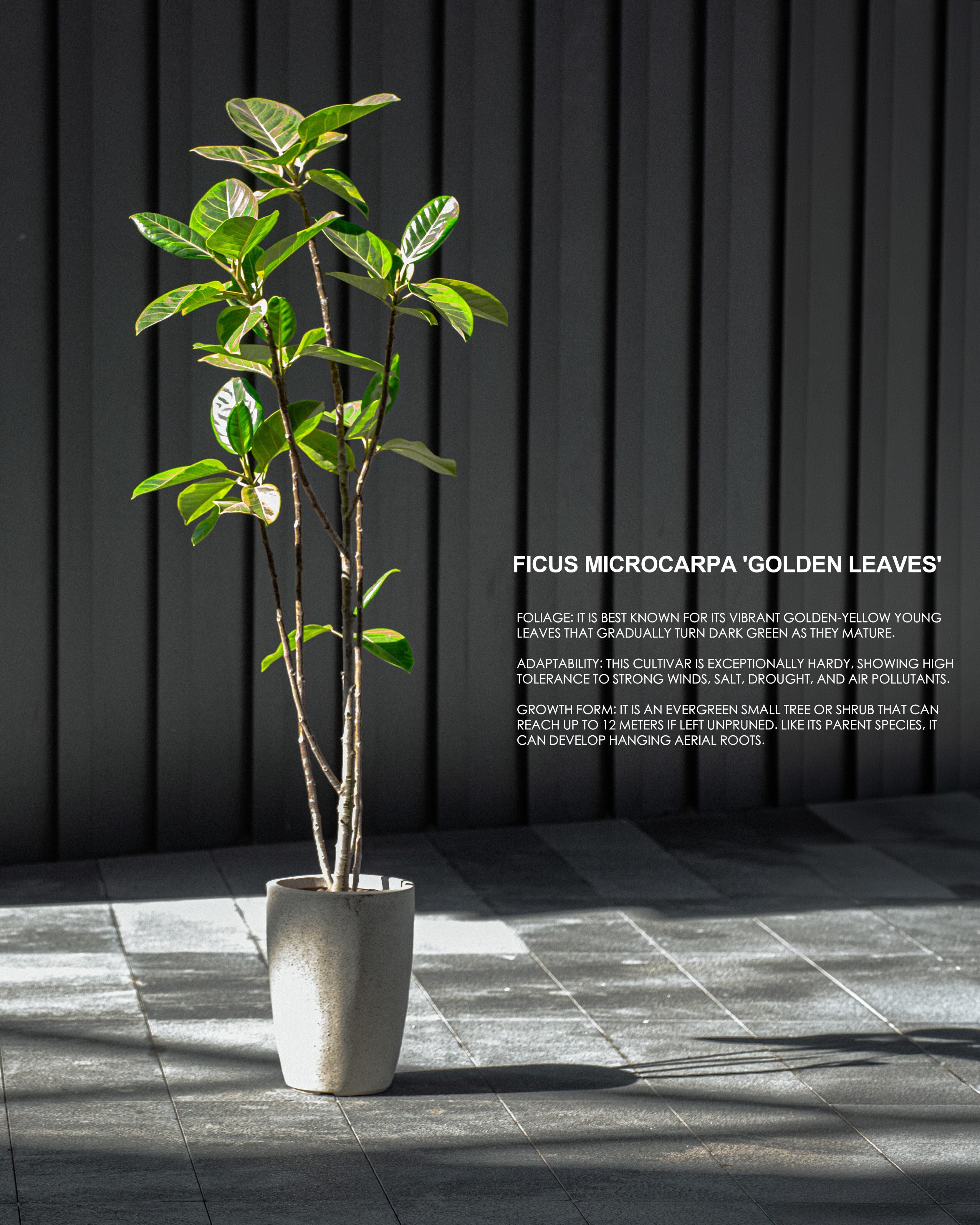 Ficus microcarpa ‘Golden Leaves’