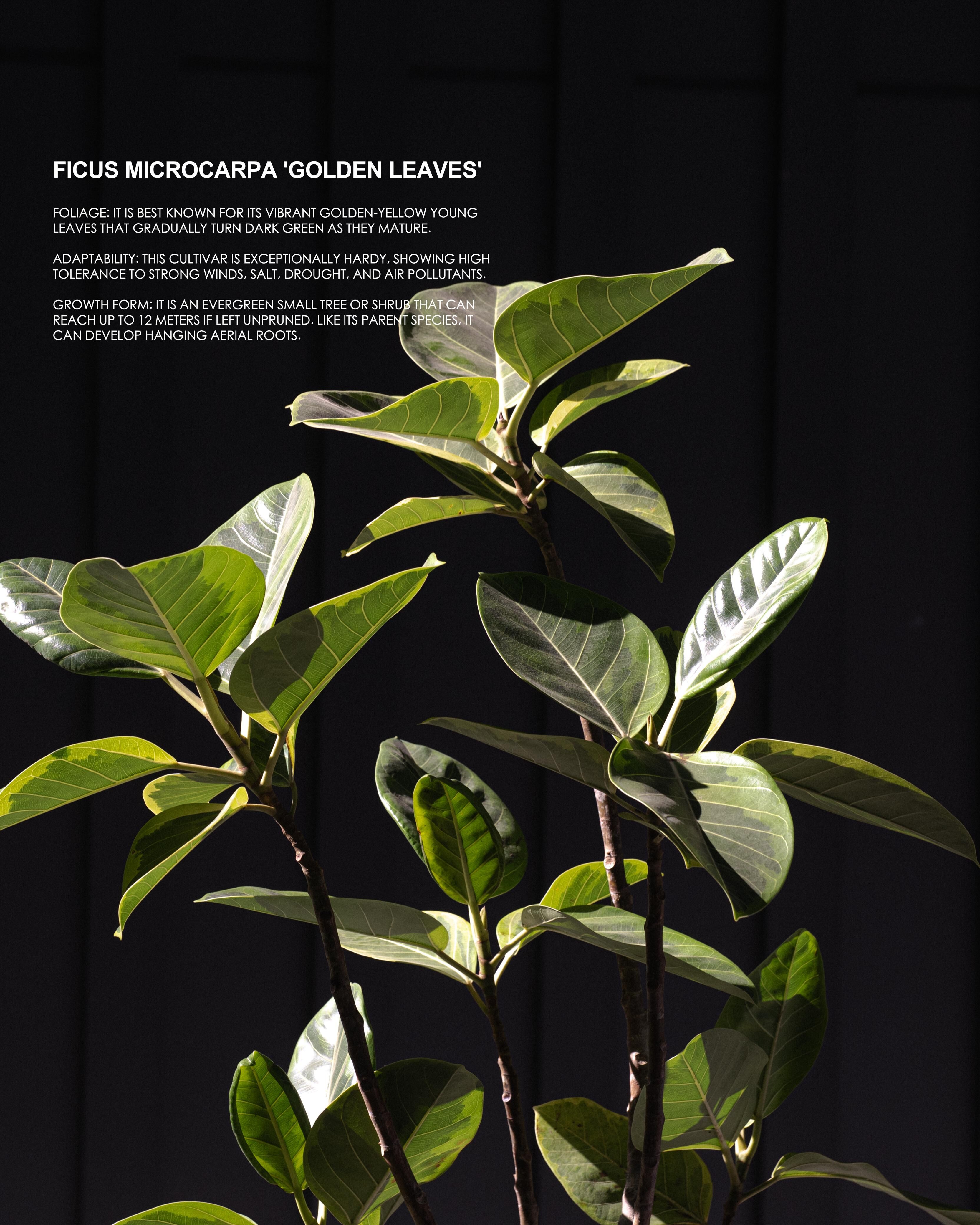 Ficus microcarpa ‘Golden Leaves’