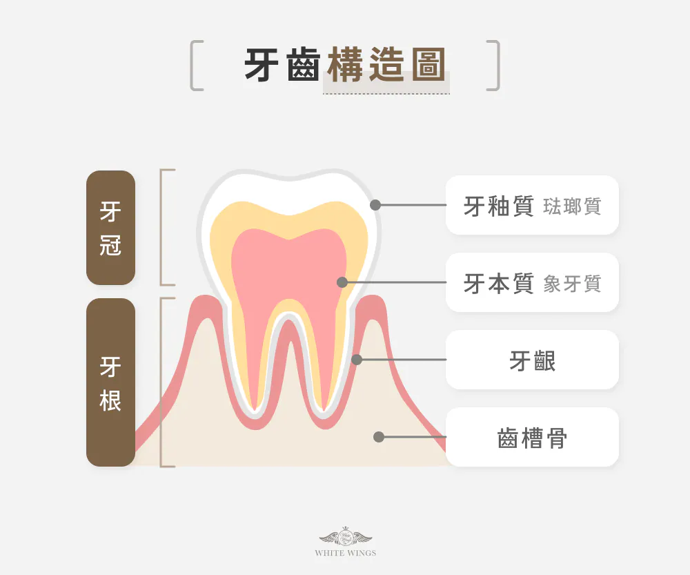 牙齒構造圖