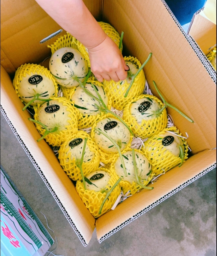 預購【04月03日 (五)到貨】後壁區農會💮洋香瓜(斑比)【約1公斤/顆】