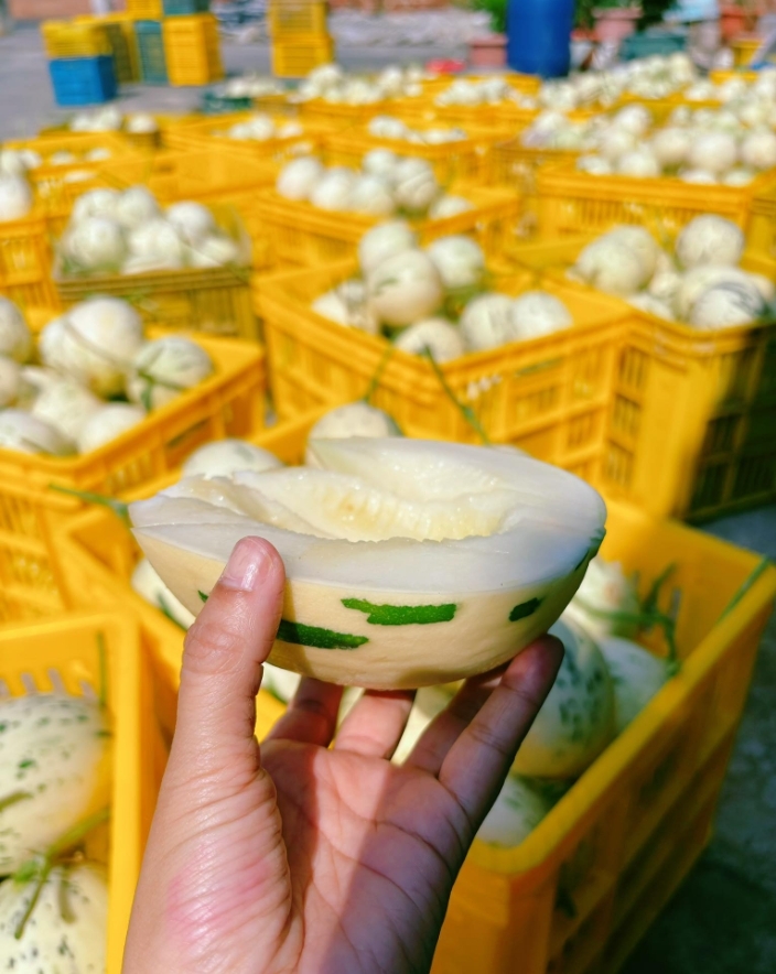 預購【04月03日 (五)到貨】後壁區農會💮洋香瓜(斑比)【約1公斤/顆】