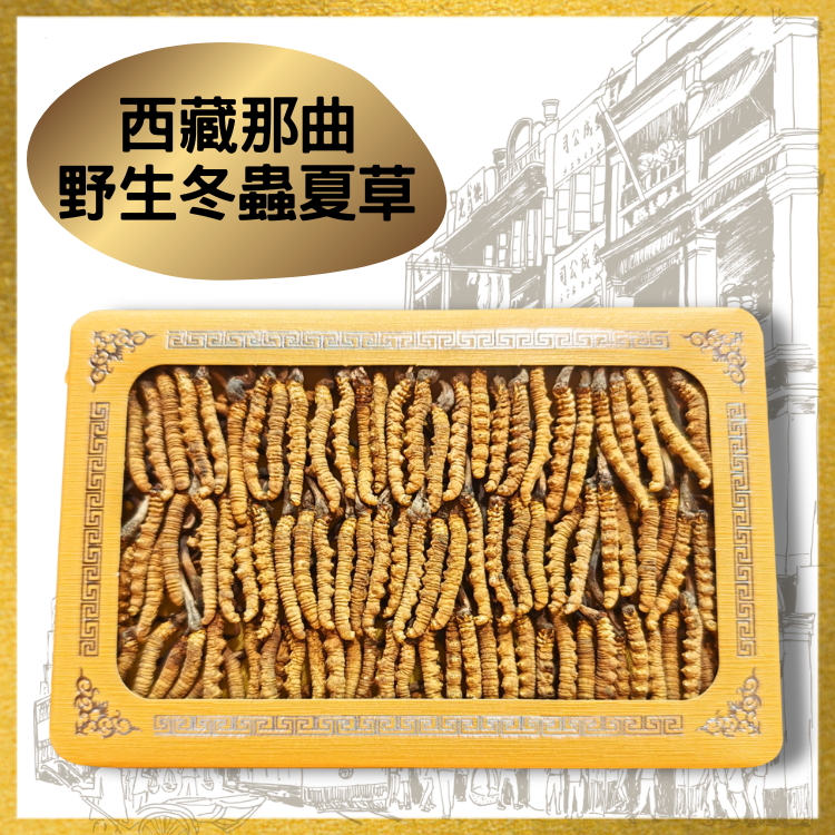 西藏那曲野生冬蟲夏草