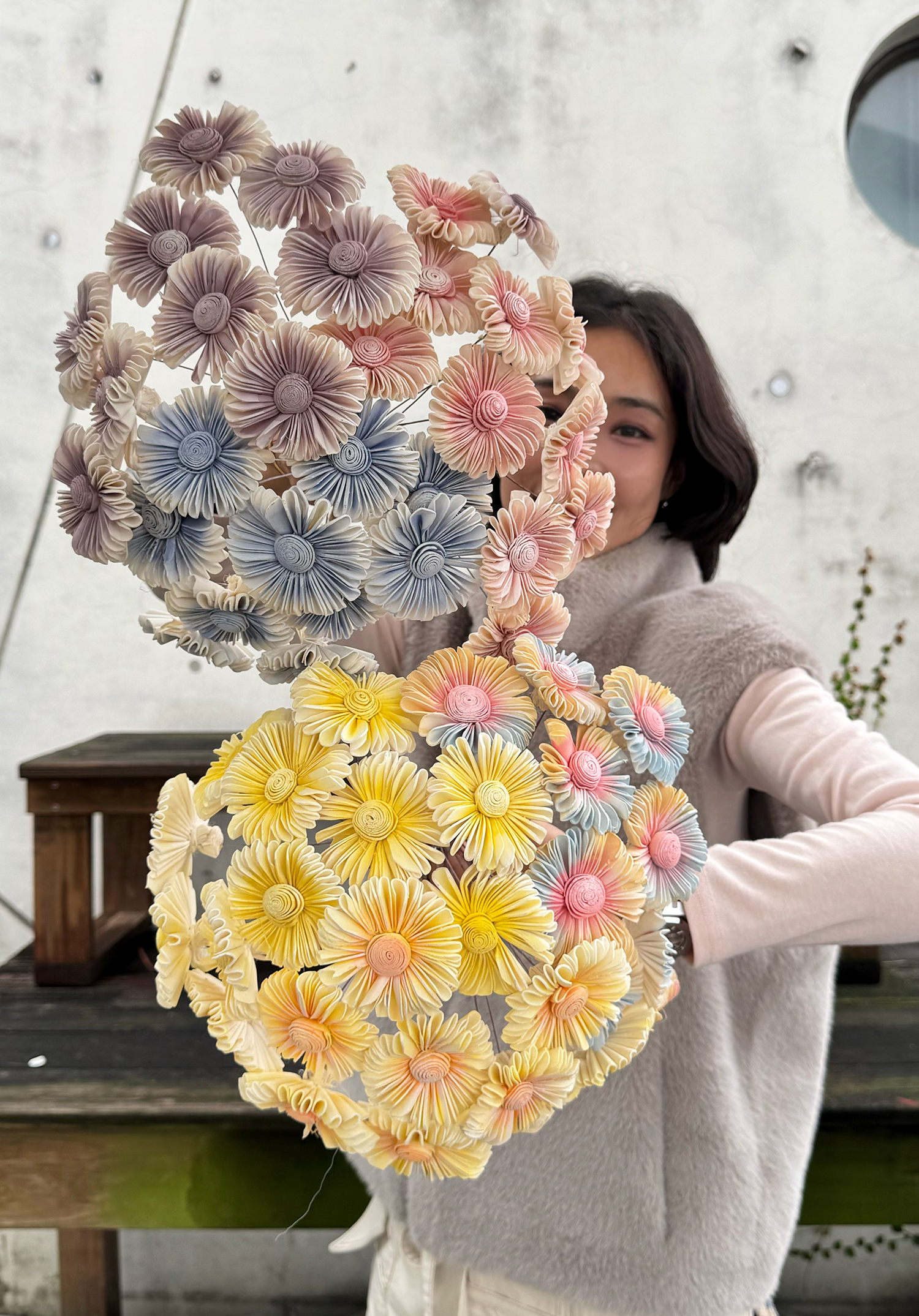 乾燥小雨傘菊索拉