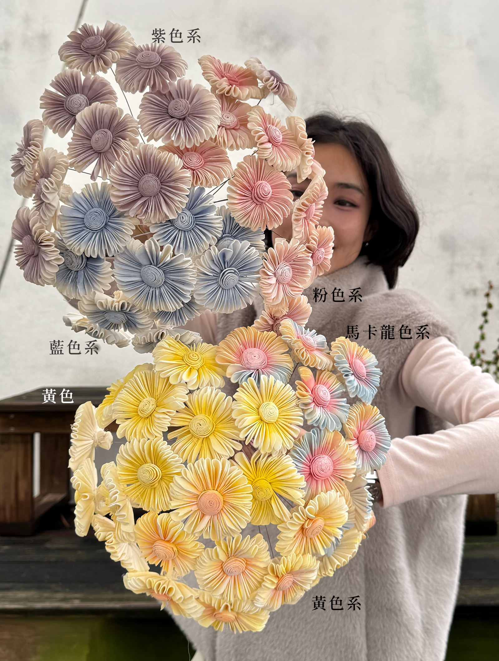 小雨傘菊索拉