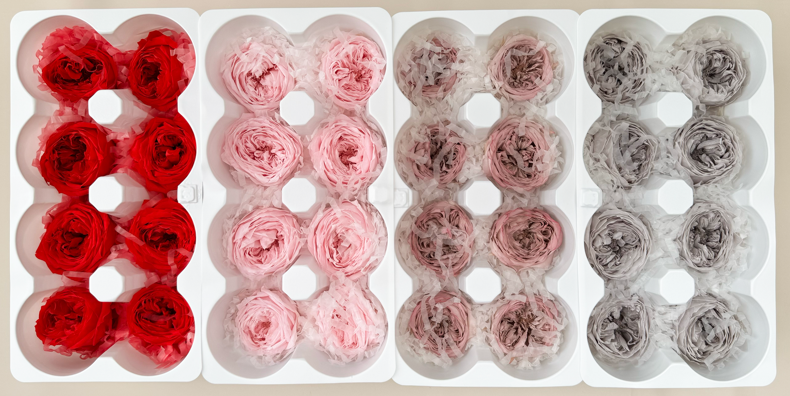 庭園玫瑰(日本)