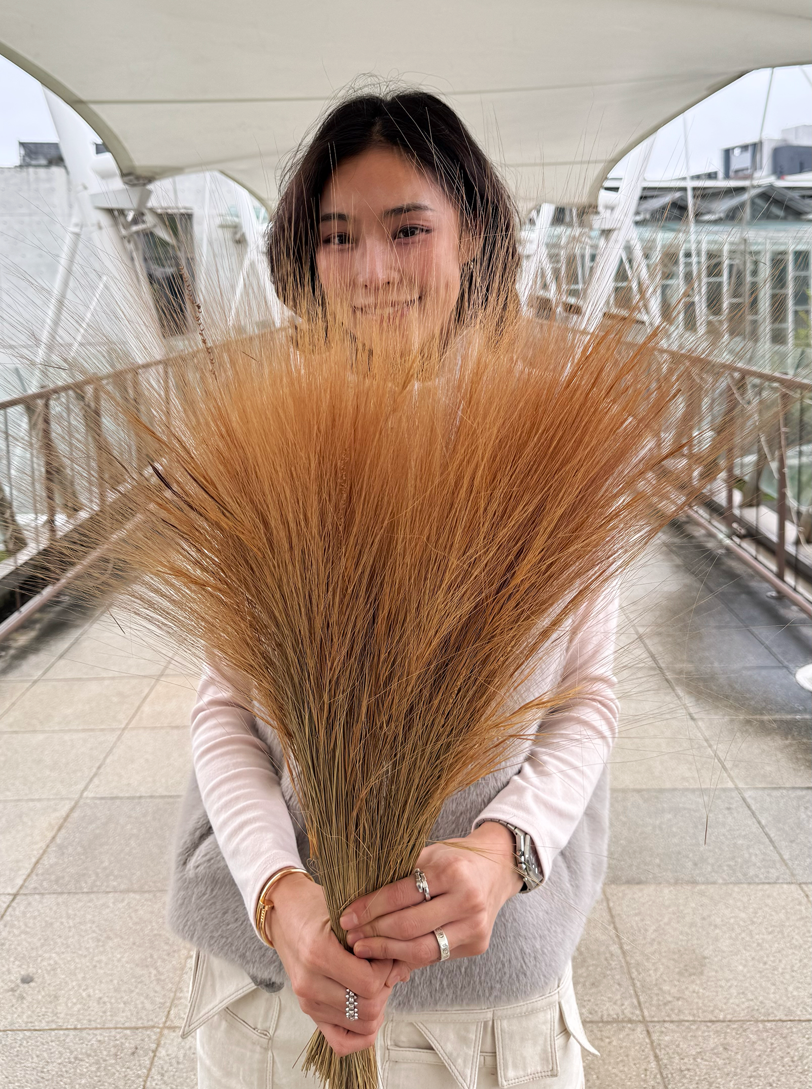 乾燥銀絲草(義大利)