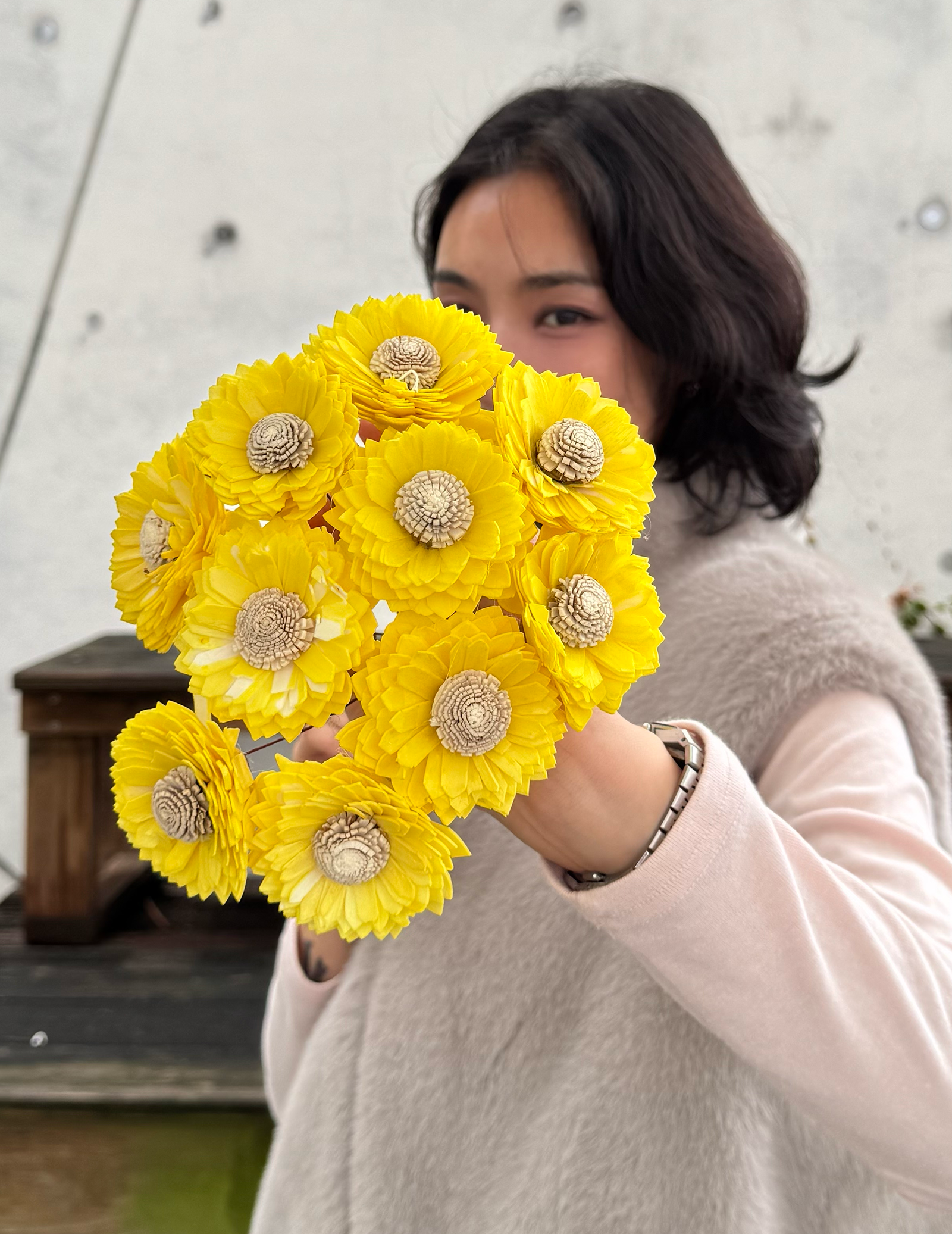 乾燥向日葵索拉