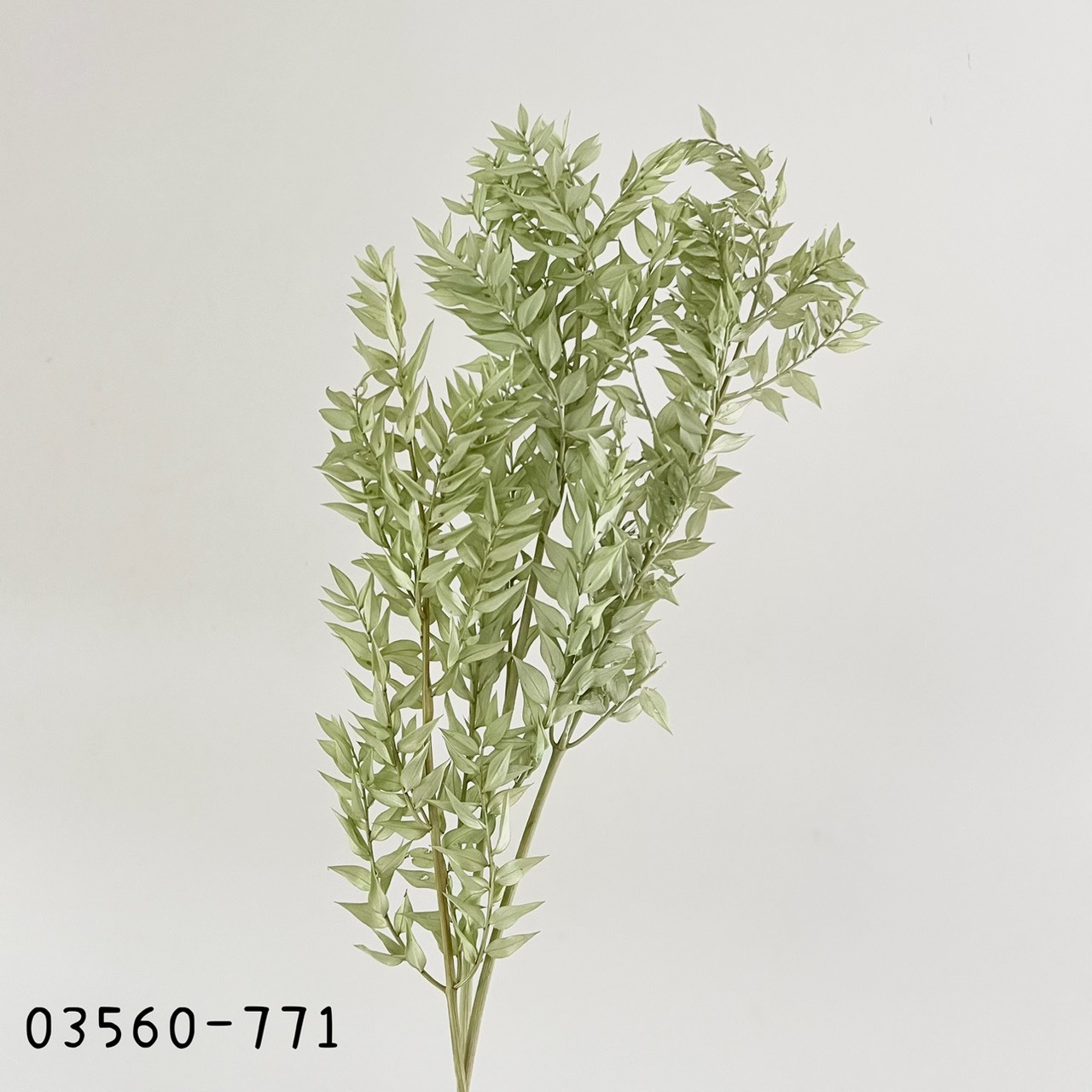 日本不凋小樺木葉 03560-771