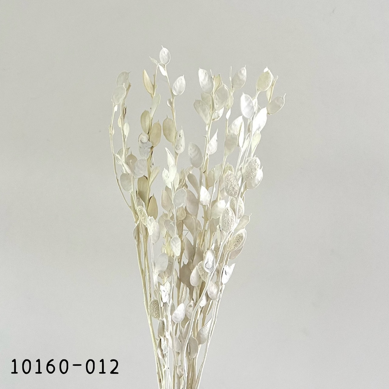 日本乾燥瓜子葉10160-012