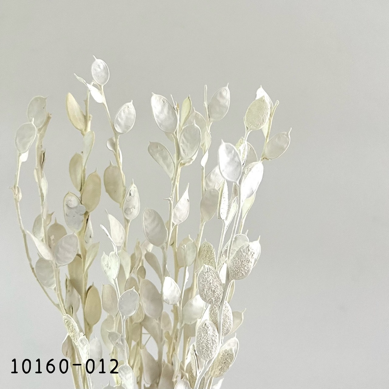 日本乾燥瓜子葉10160-012