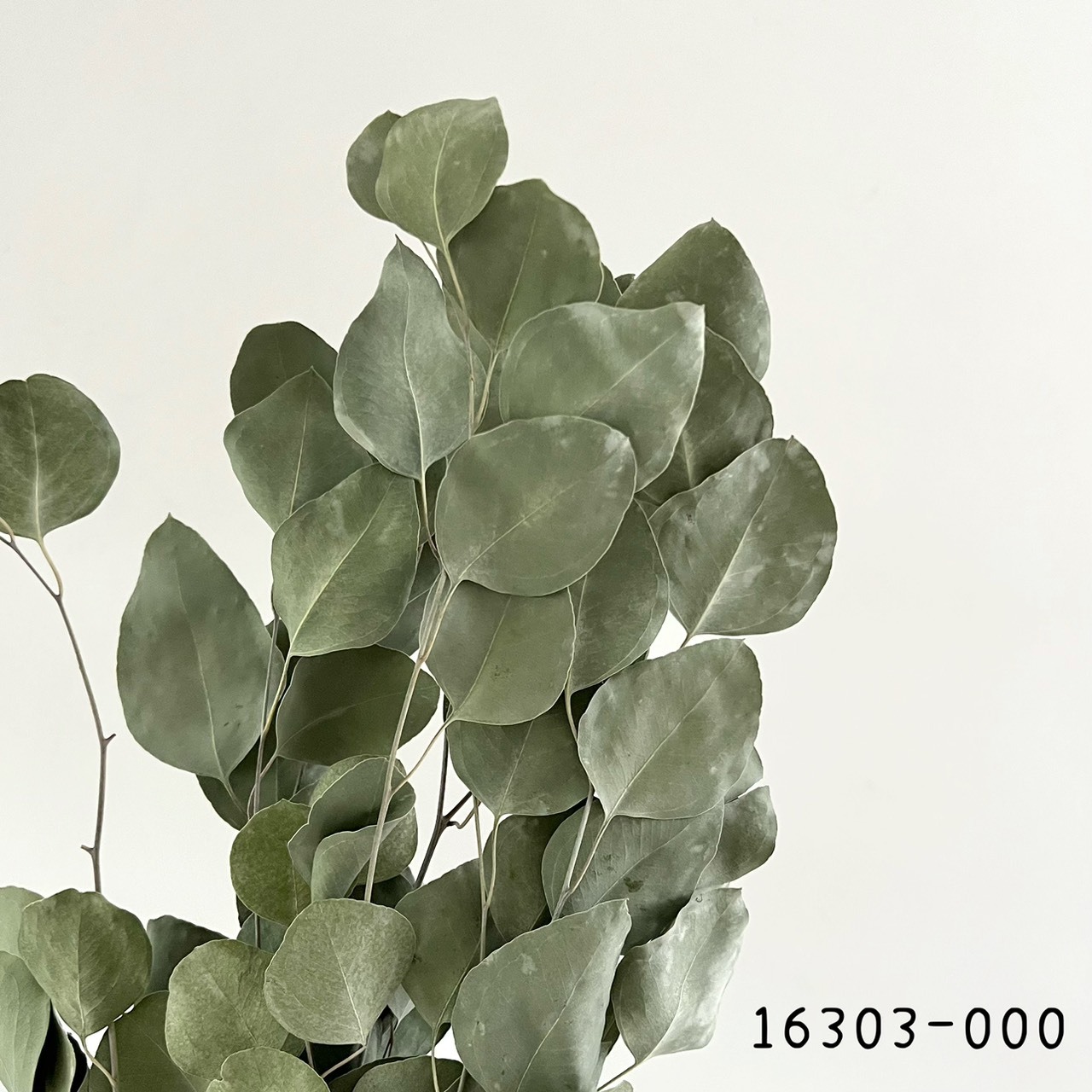 日本乾燥尤加利16303-000