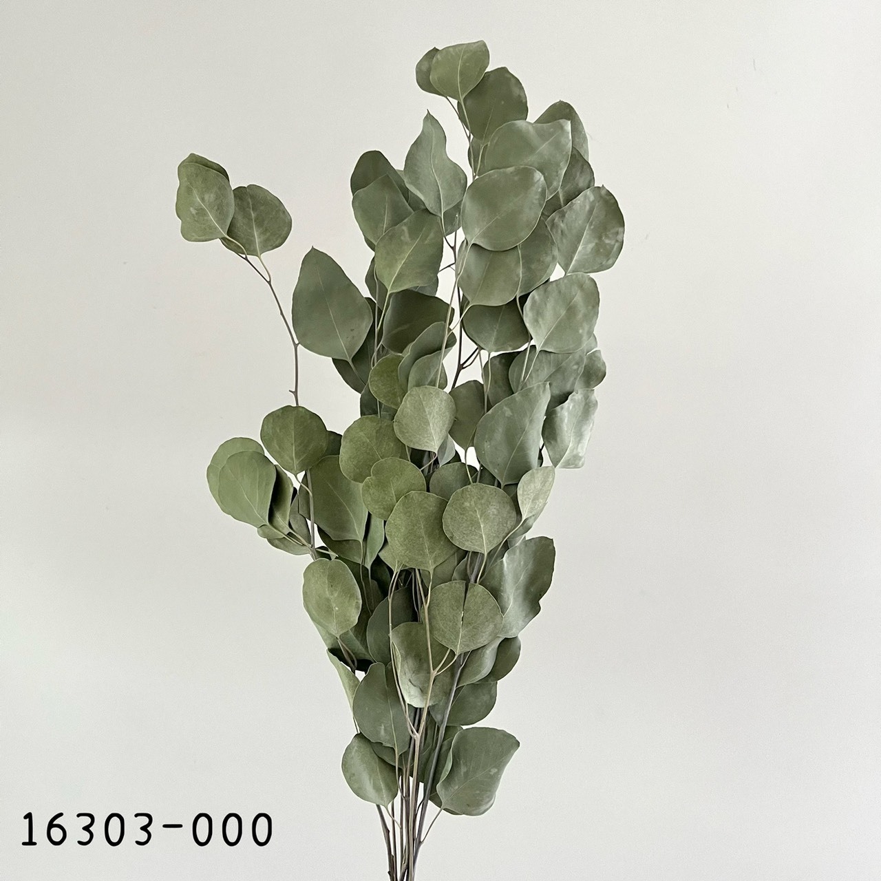 日本乾燥尤加利16303-000