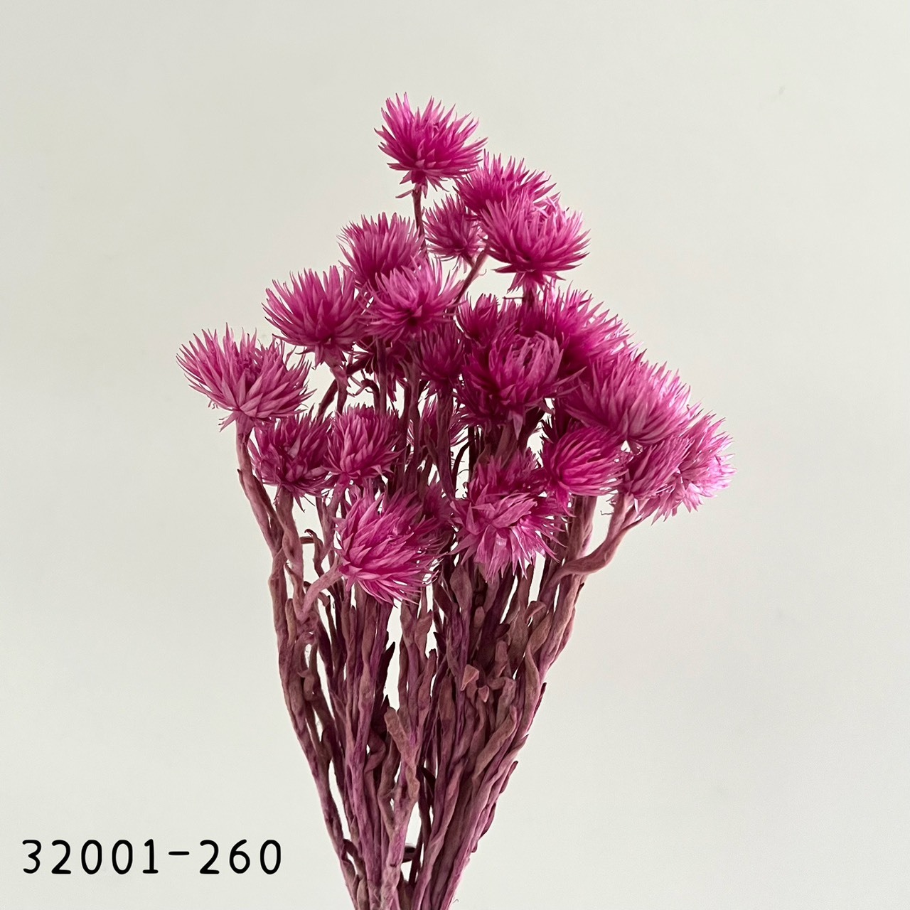 日本乾燥迷你旱雪蓮 32001-260