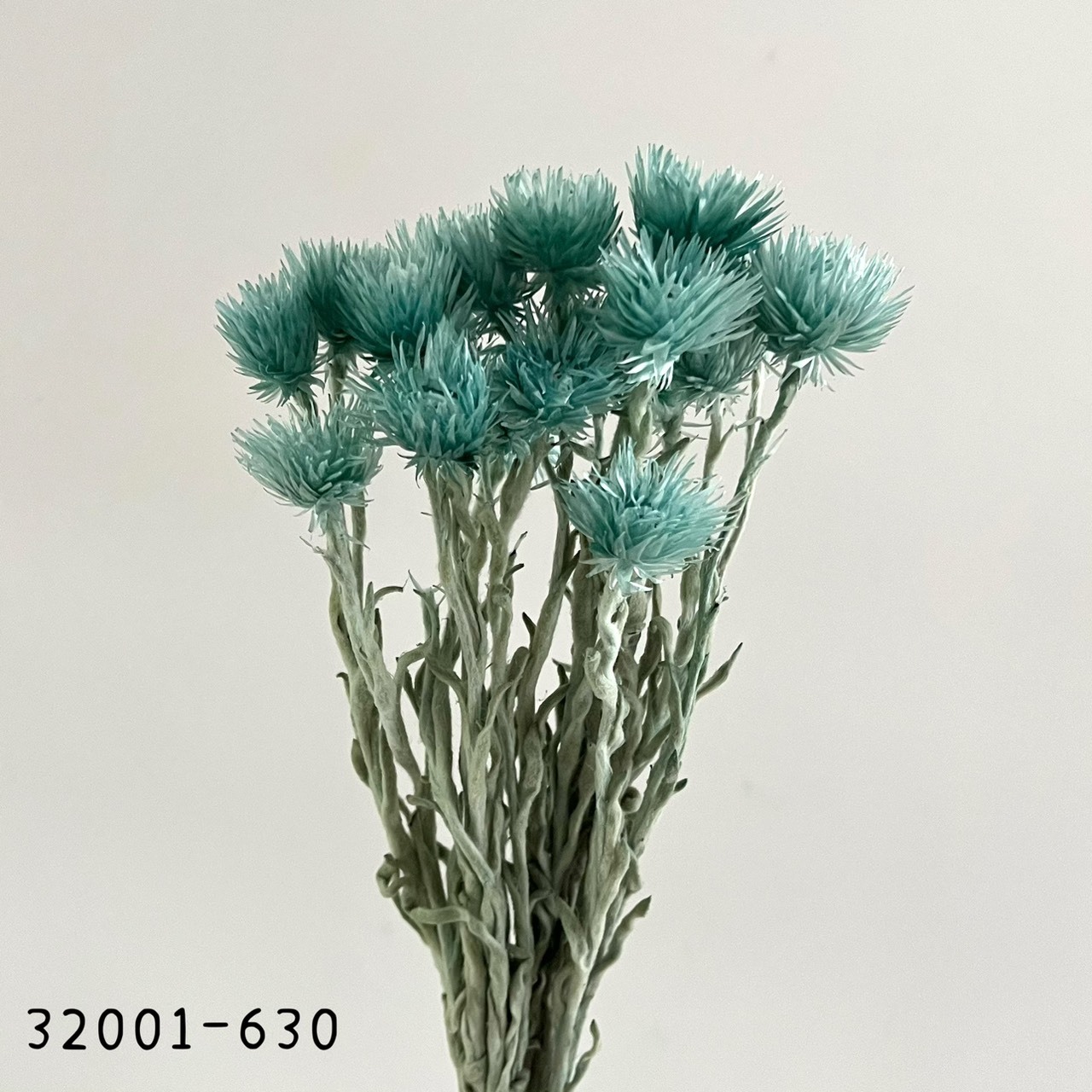 日本乾燥迷你旱雪蓮 32001-630