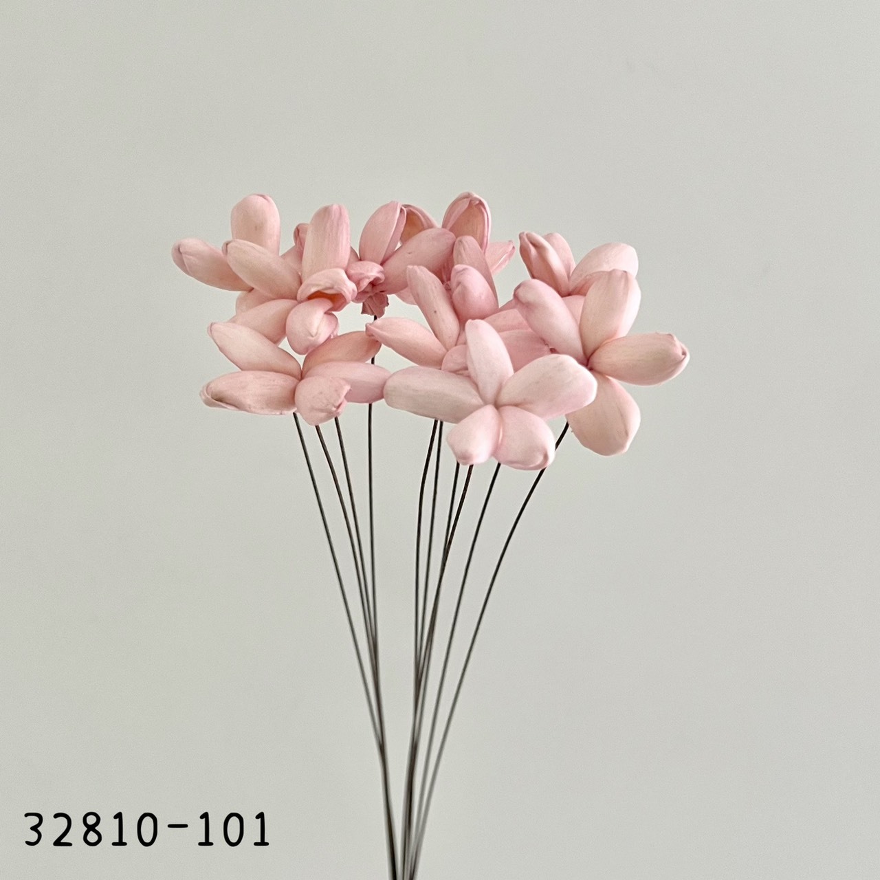 日本索拉茉莉花 32810-101