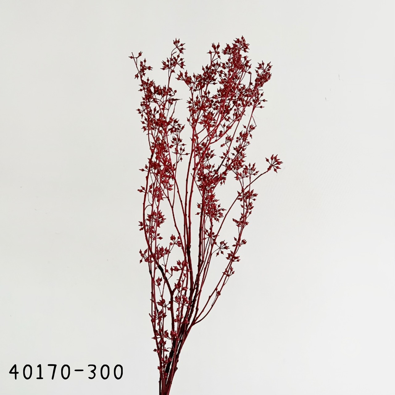 日本乾燥尤加利果 40170-300