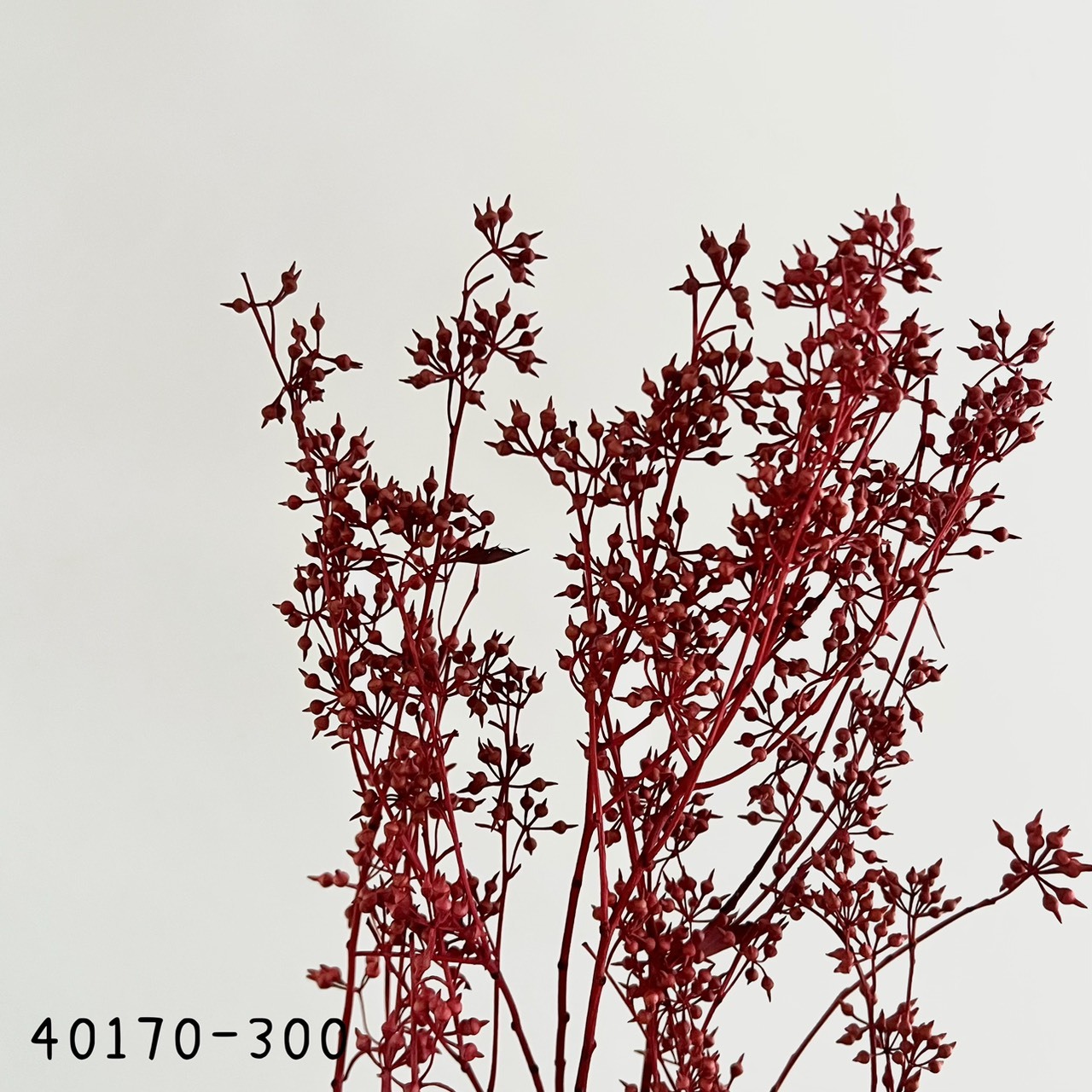 日本乾燥尤加利果 40170-300