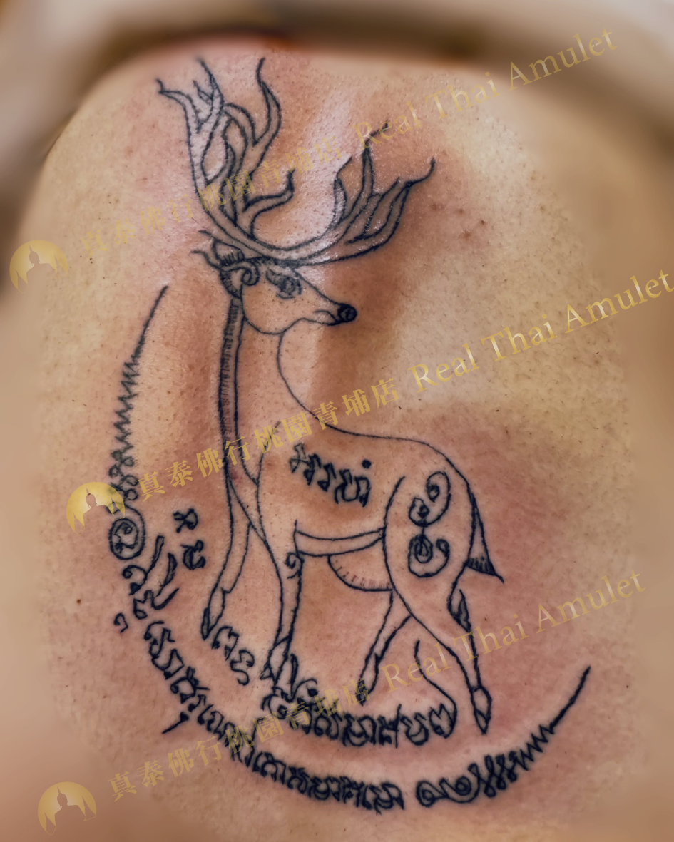 好感度100分｜回頭鹿