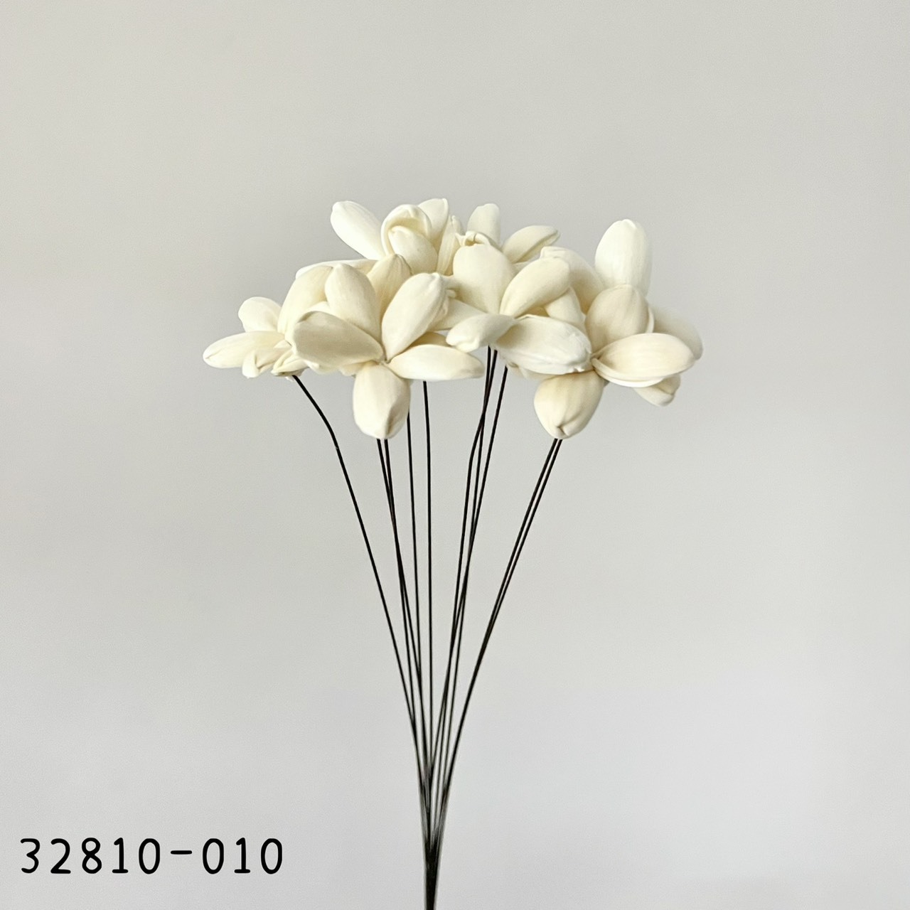 日本索拉茉莉花 32810-010