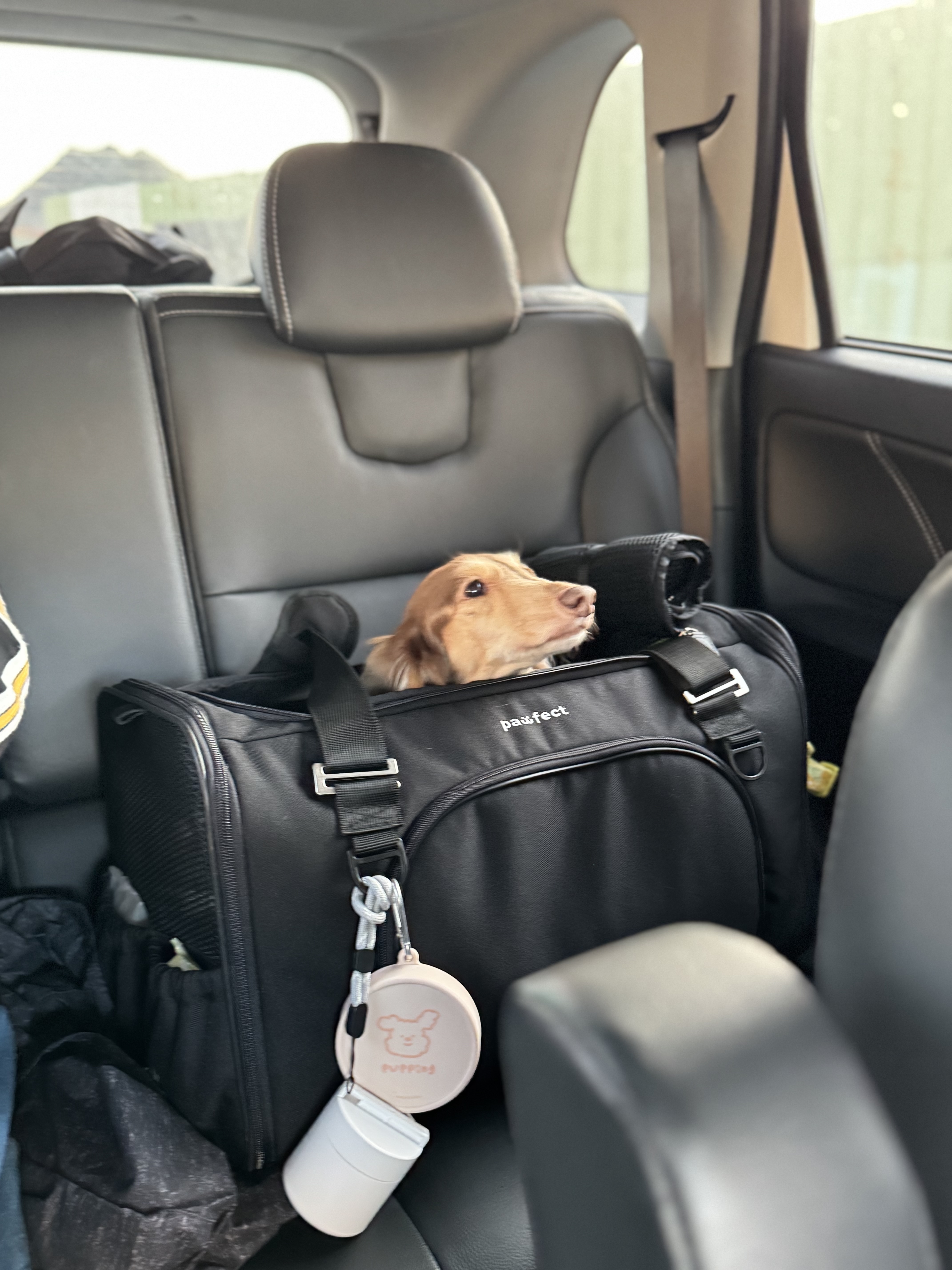 Bobo with PAWFECT