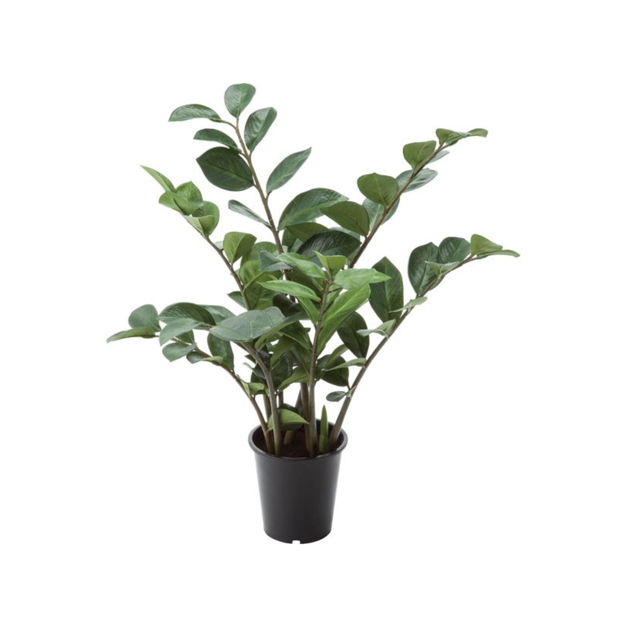 擬真樹 金錢樹 57cm