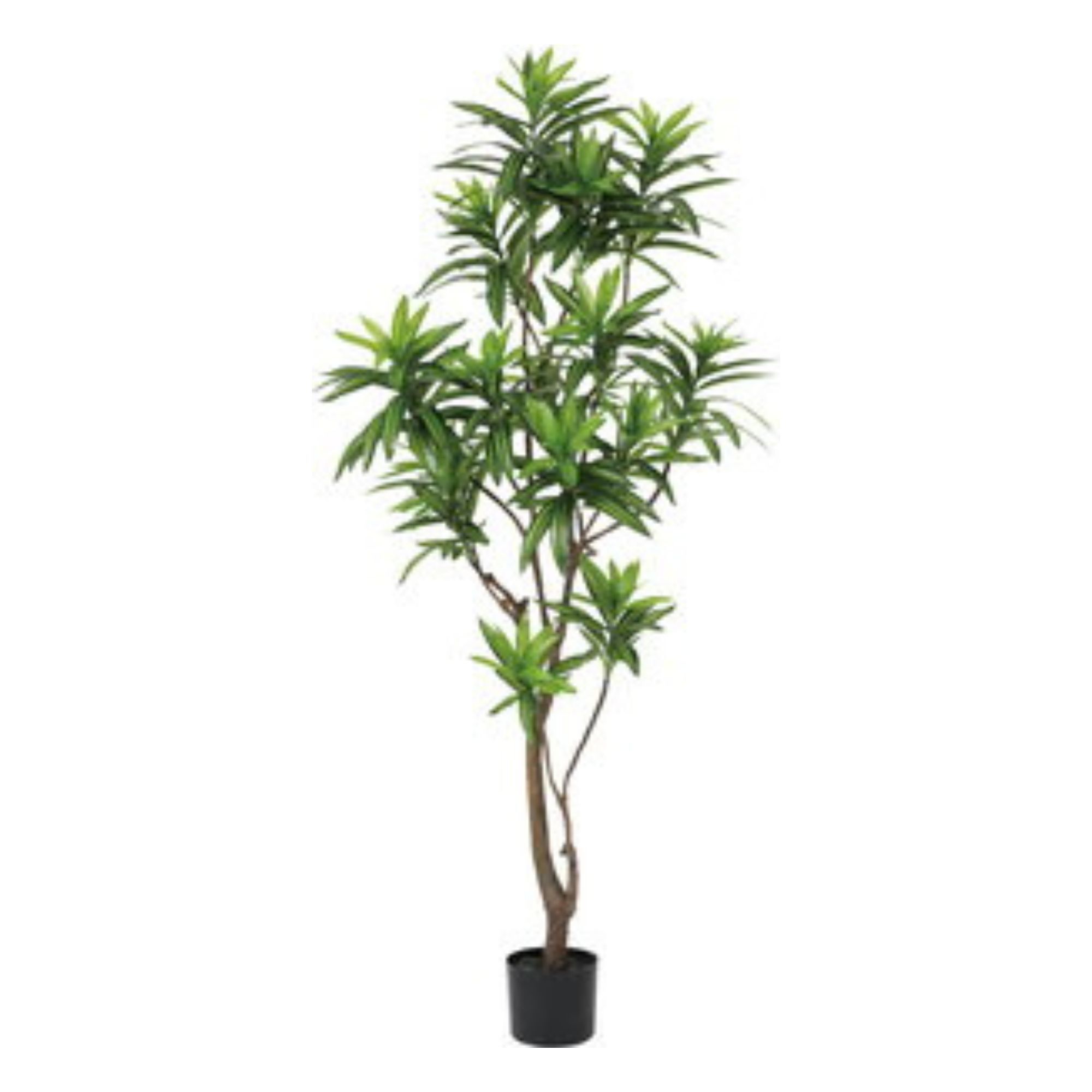 擬真樹 牙買加龍血樹 155cm