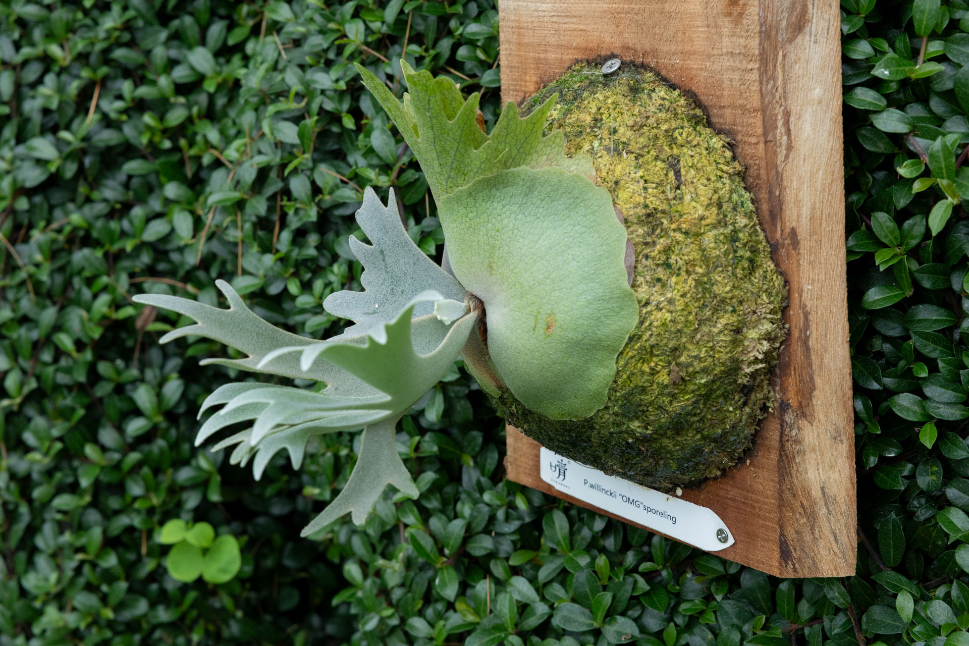 P.willinckii
