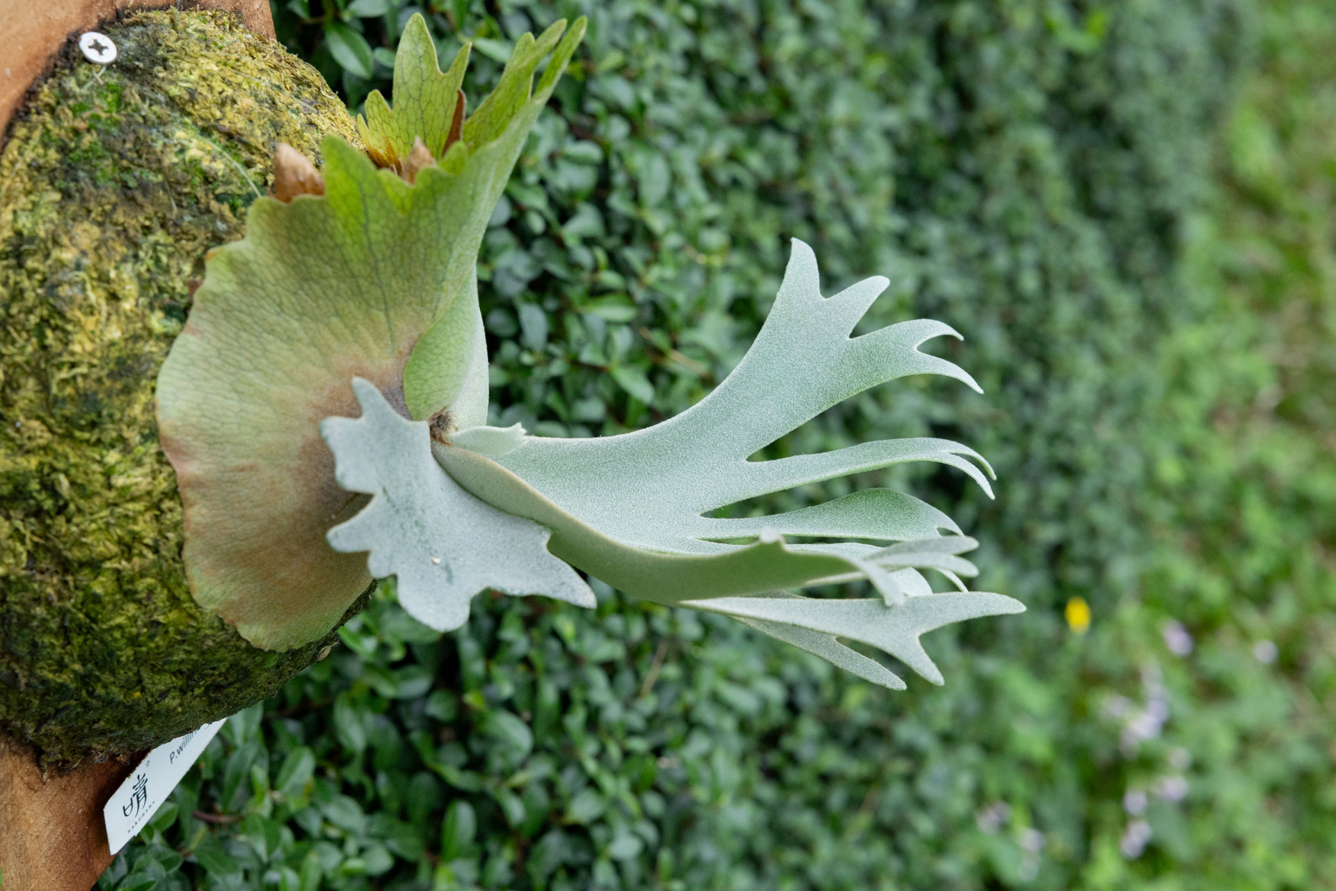 P.willinckii.OMG