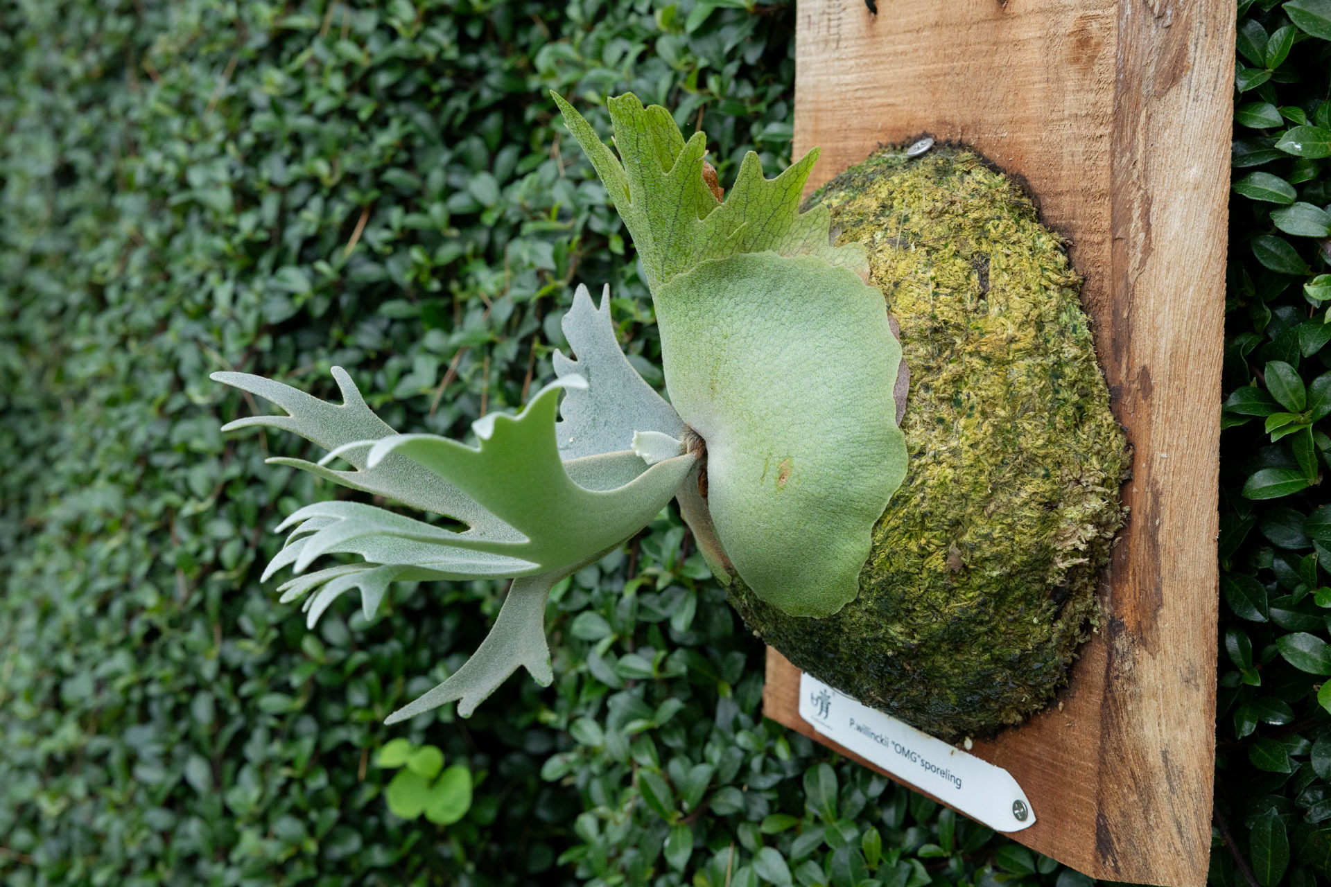 P.willinckii.OMG
