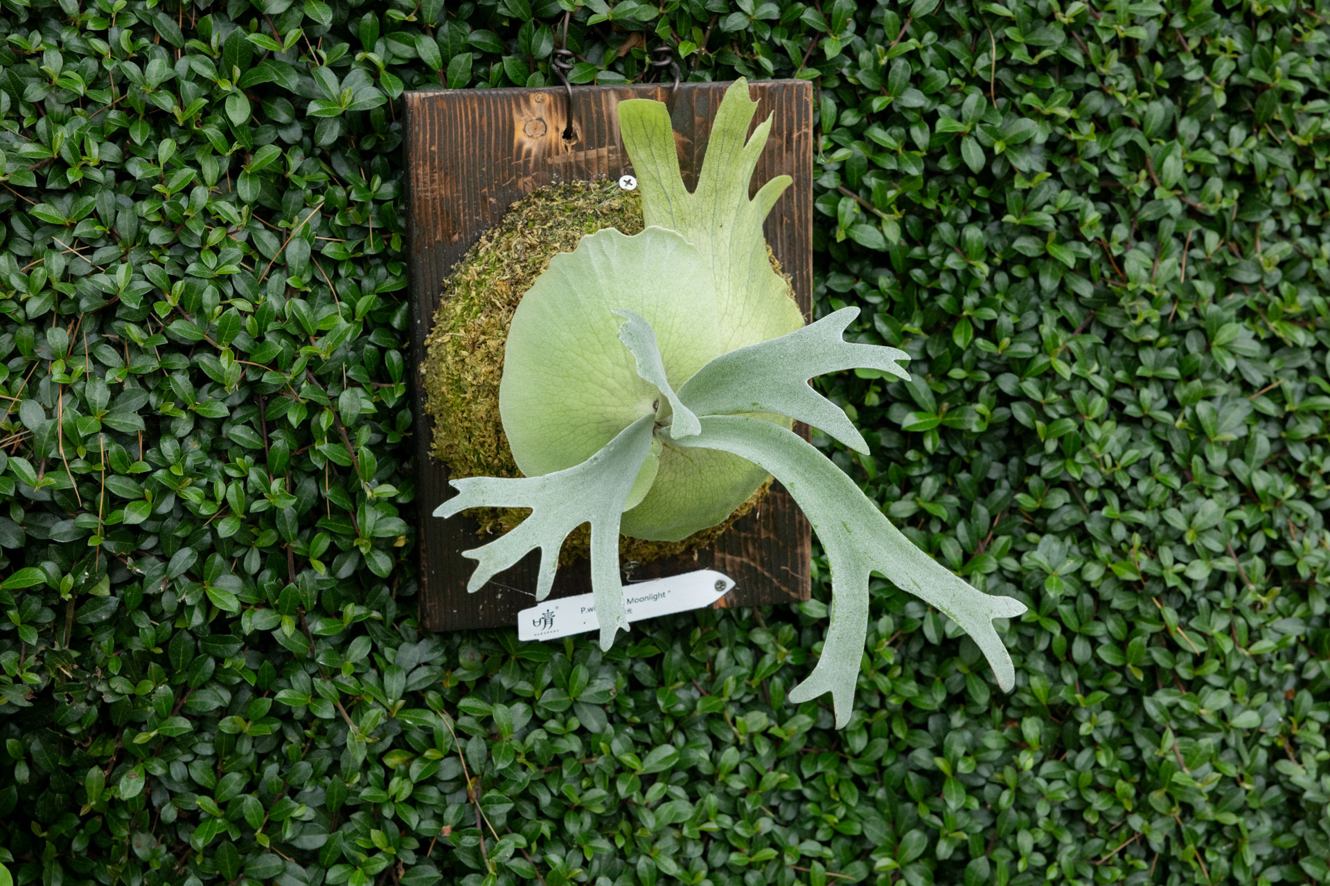 P.willinckii moonlight