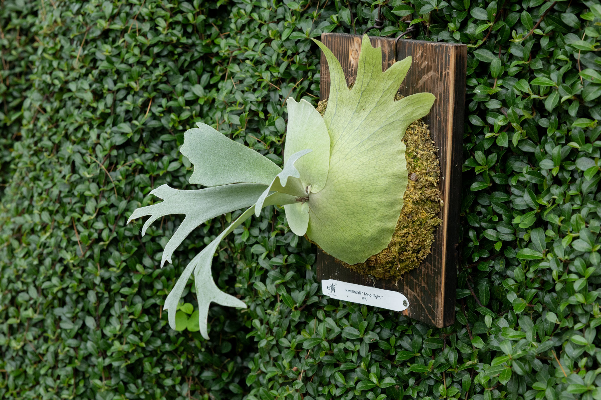 【親株販売】　P. willinckii moonlight VP P.willinckii moonlight
