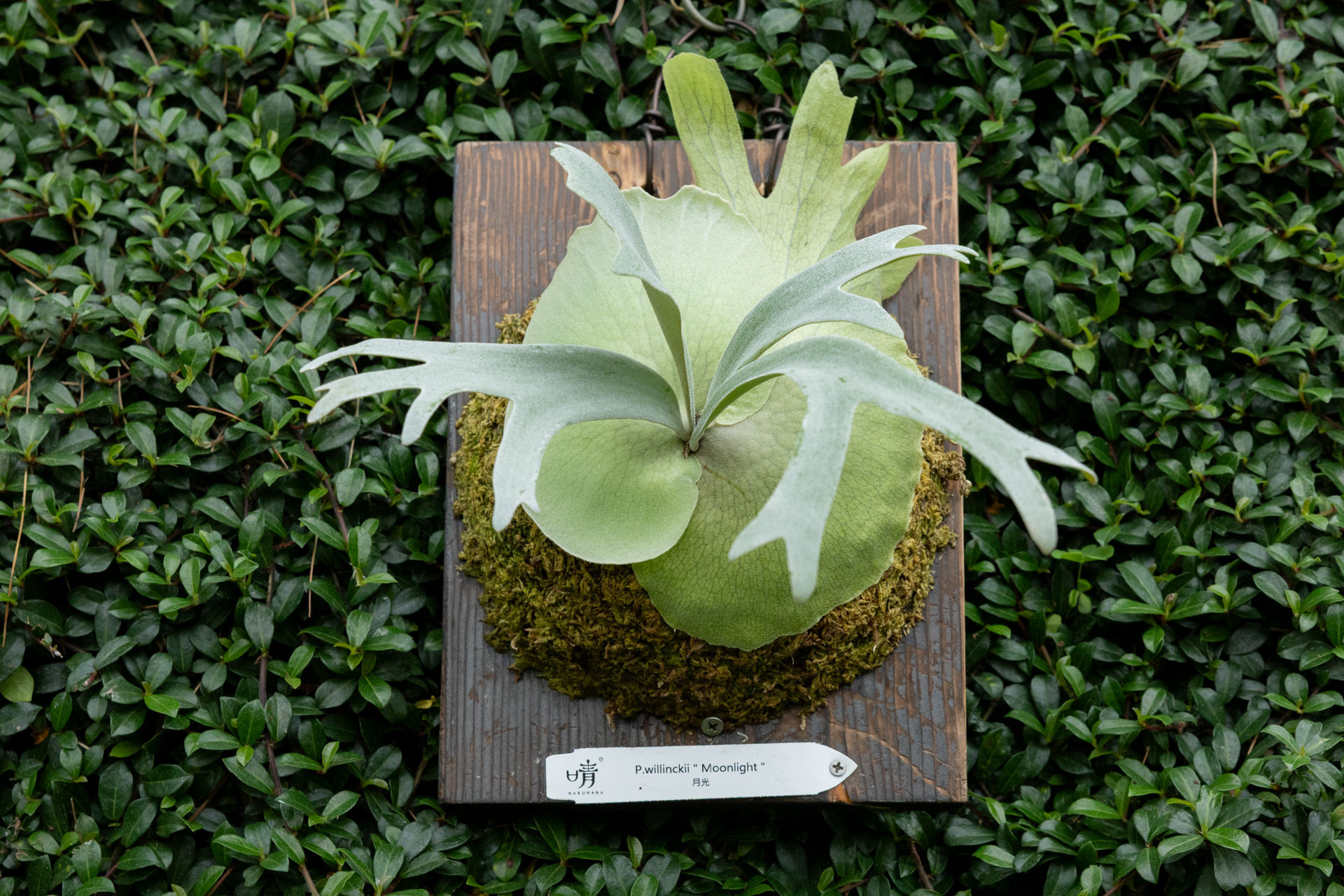 P.willinckii moonlight