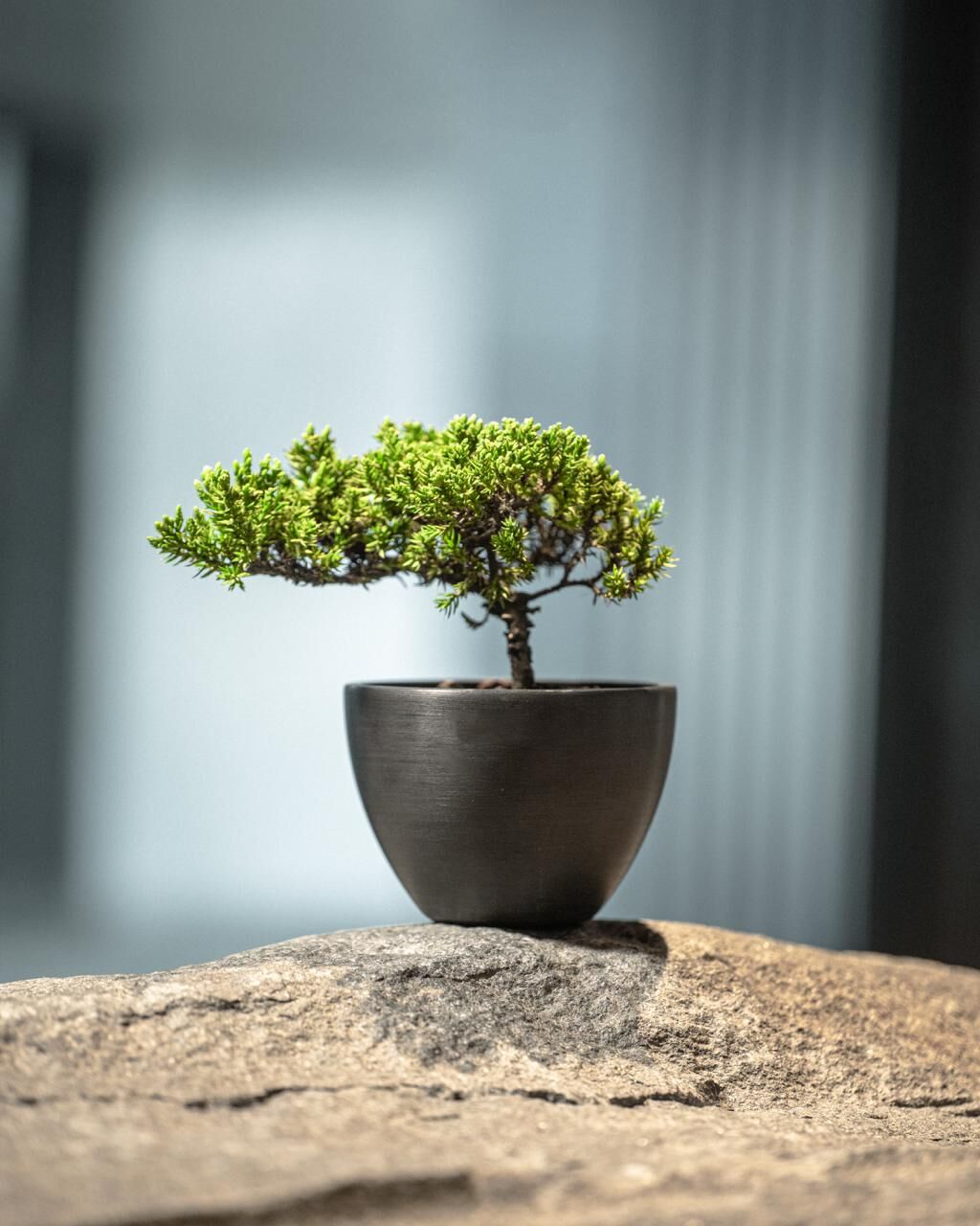 S size 新西蘭珍珠柏