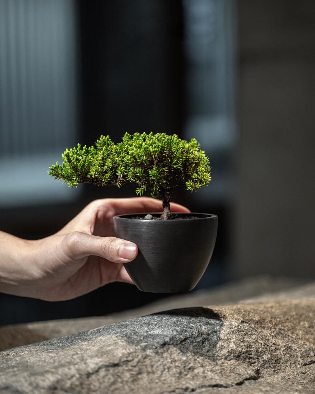 S size 新西蘭珍珠柏