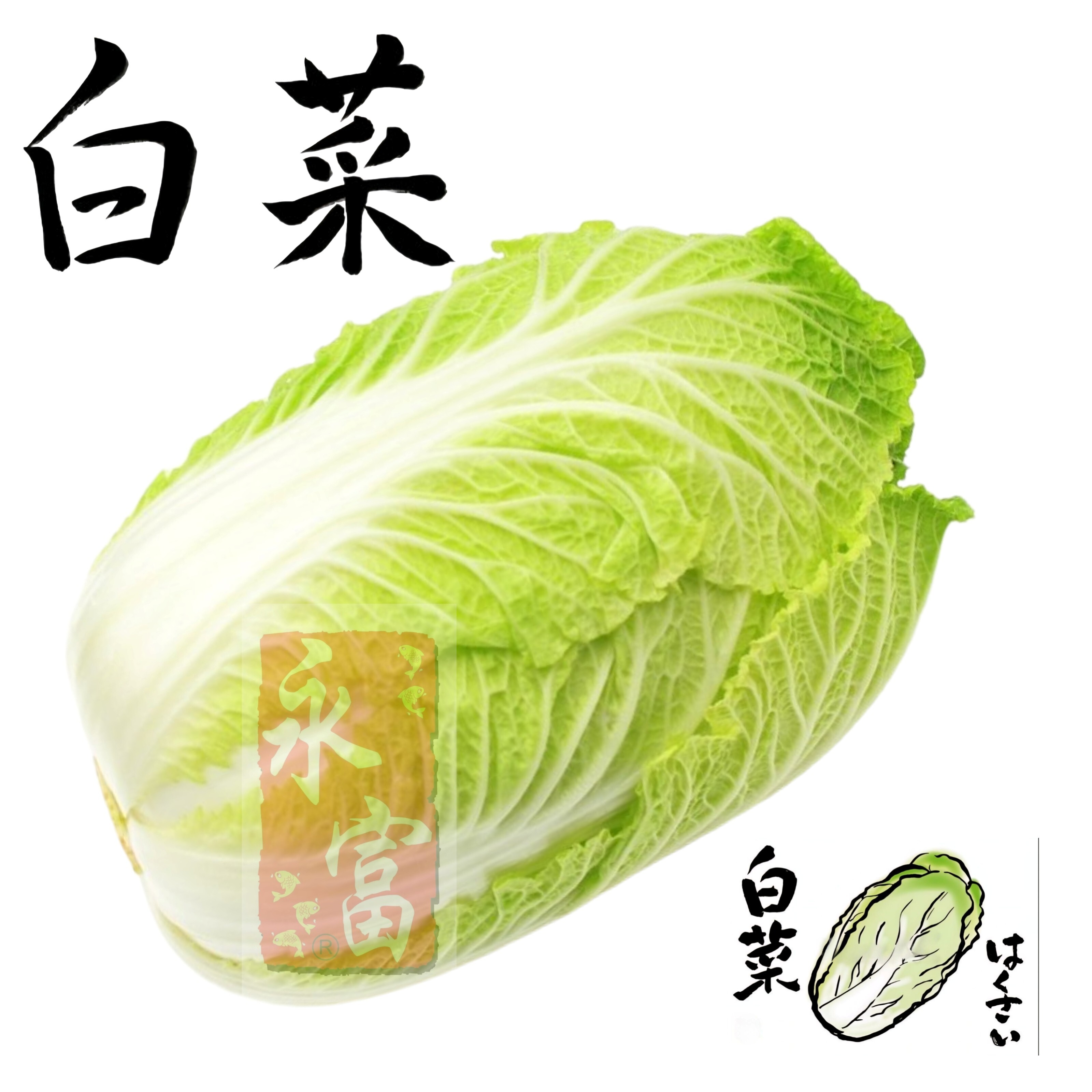 日本白菜(2-2.2K)-1個