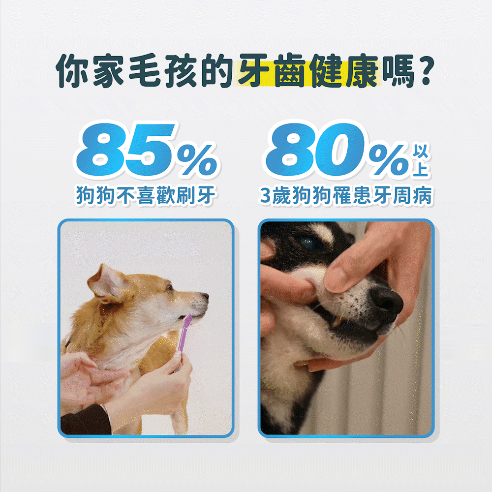 85%的狗狗不喜歡刷牙，80%以上狗狗有機會罹患牙周病