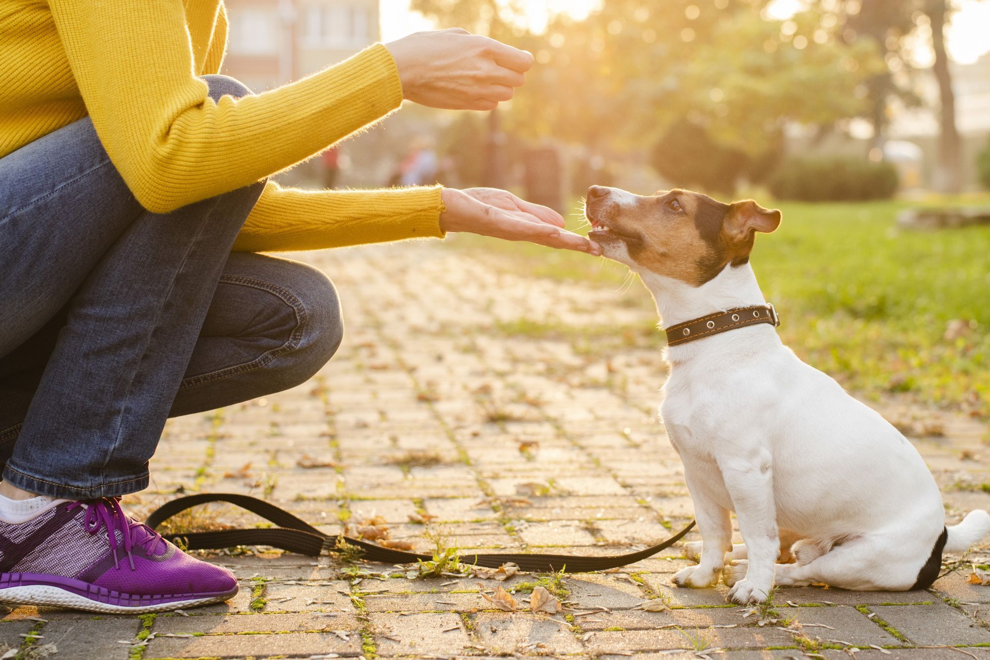 在戶外訓練狗狗