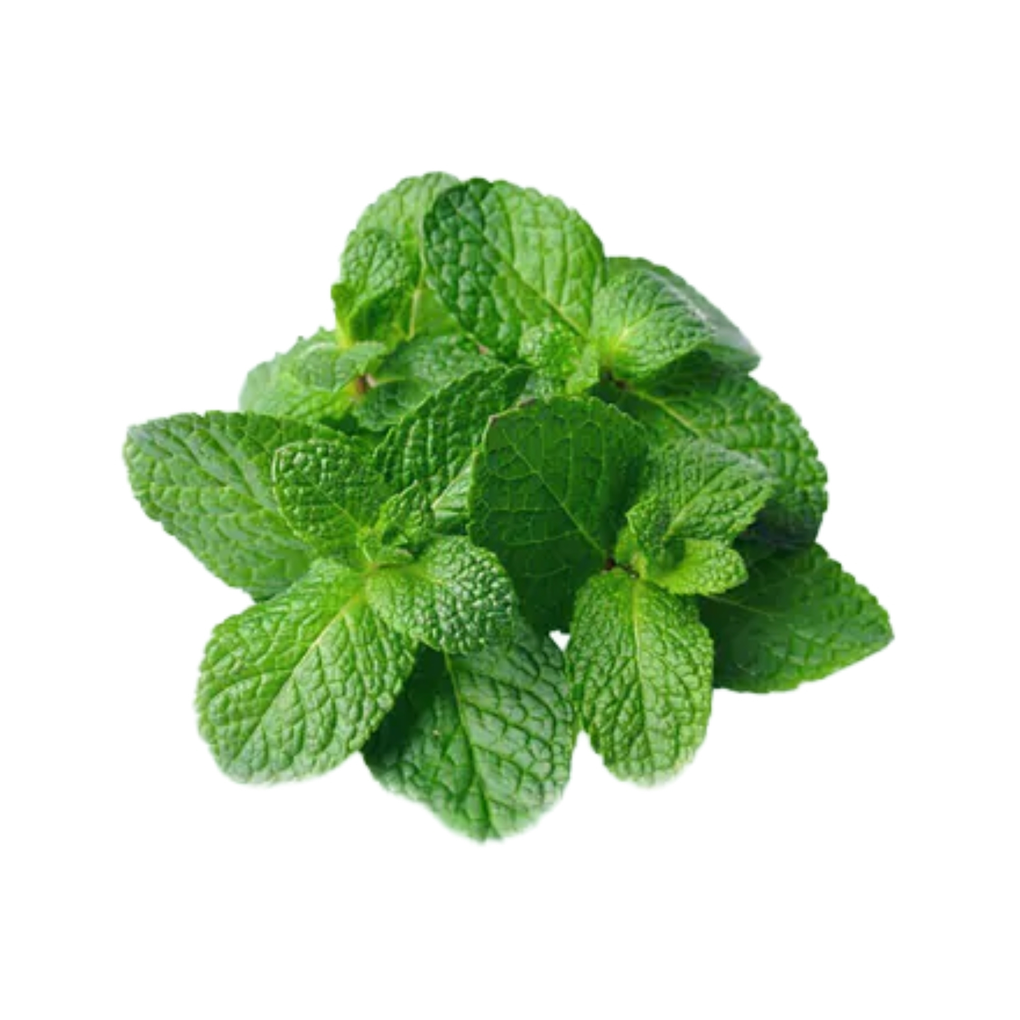本地有機薄荷 (包)