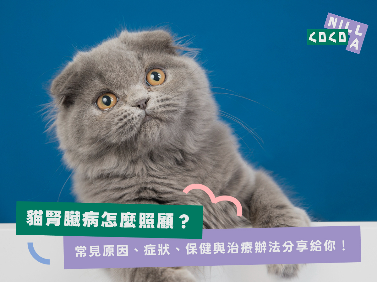 貓腎臟病怎麼照顧？常見原因、症狀、保健與治療辦法分享給你！